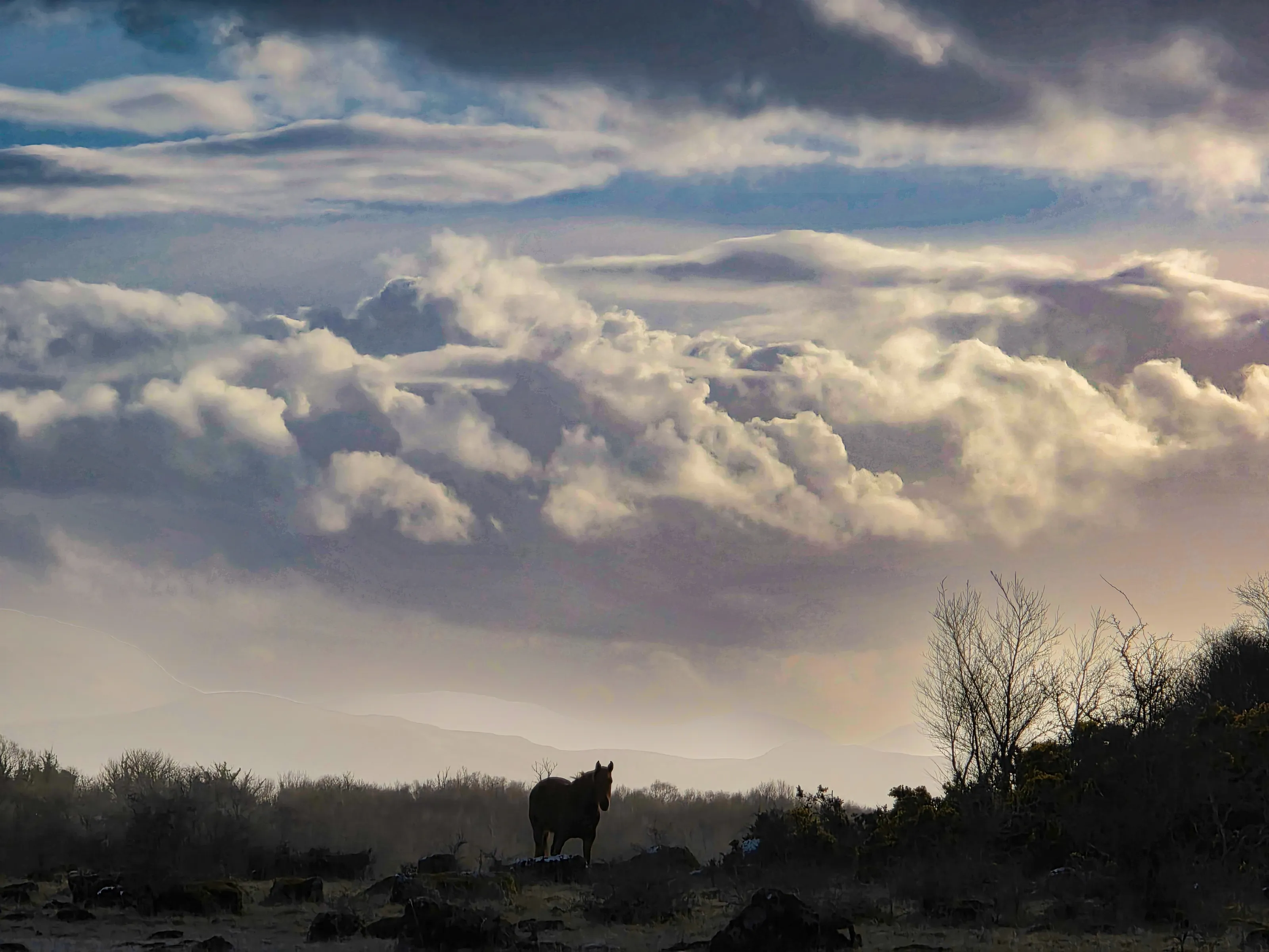 Wild horses on Lough Mask