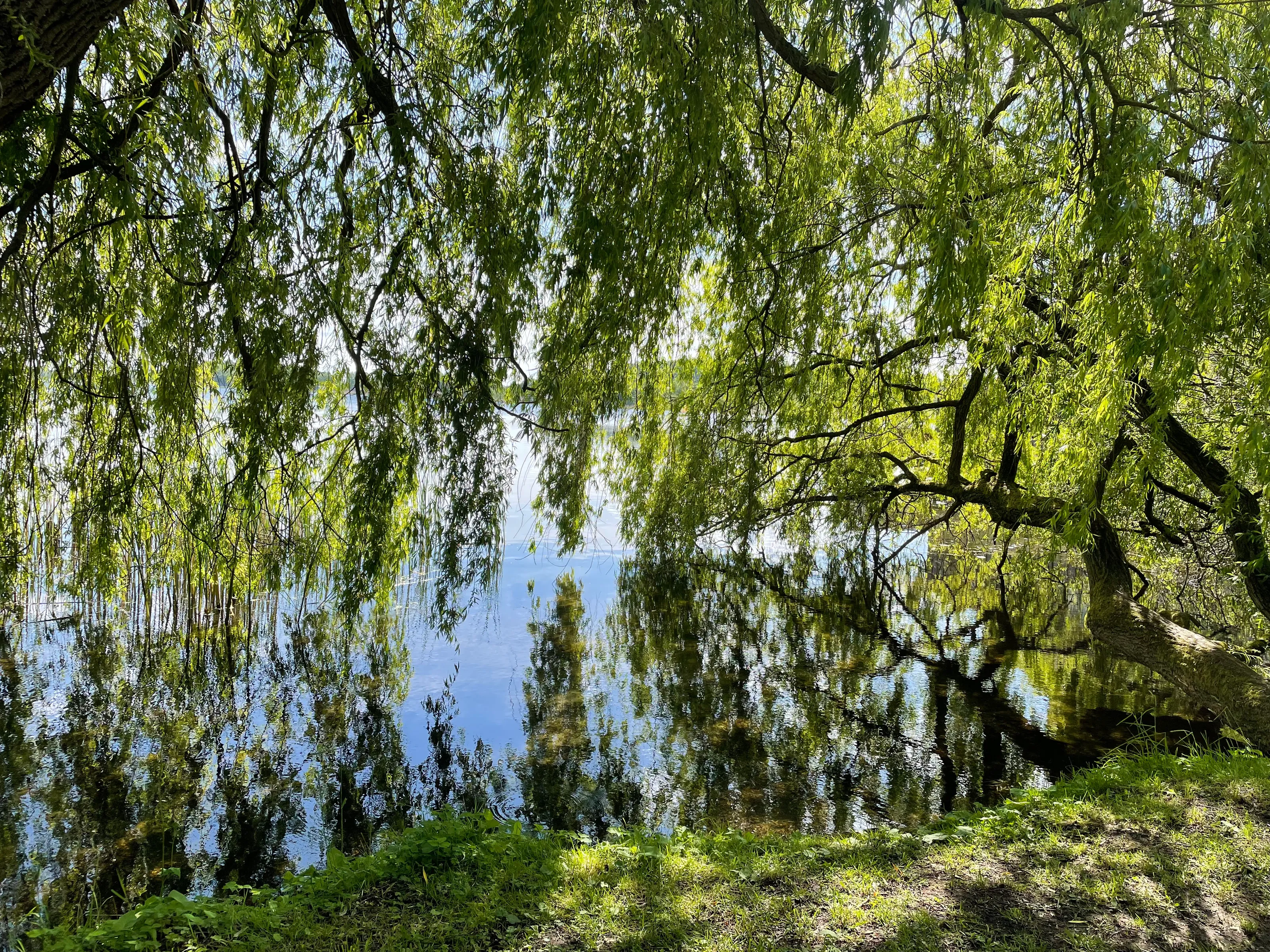 Where tree meets water