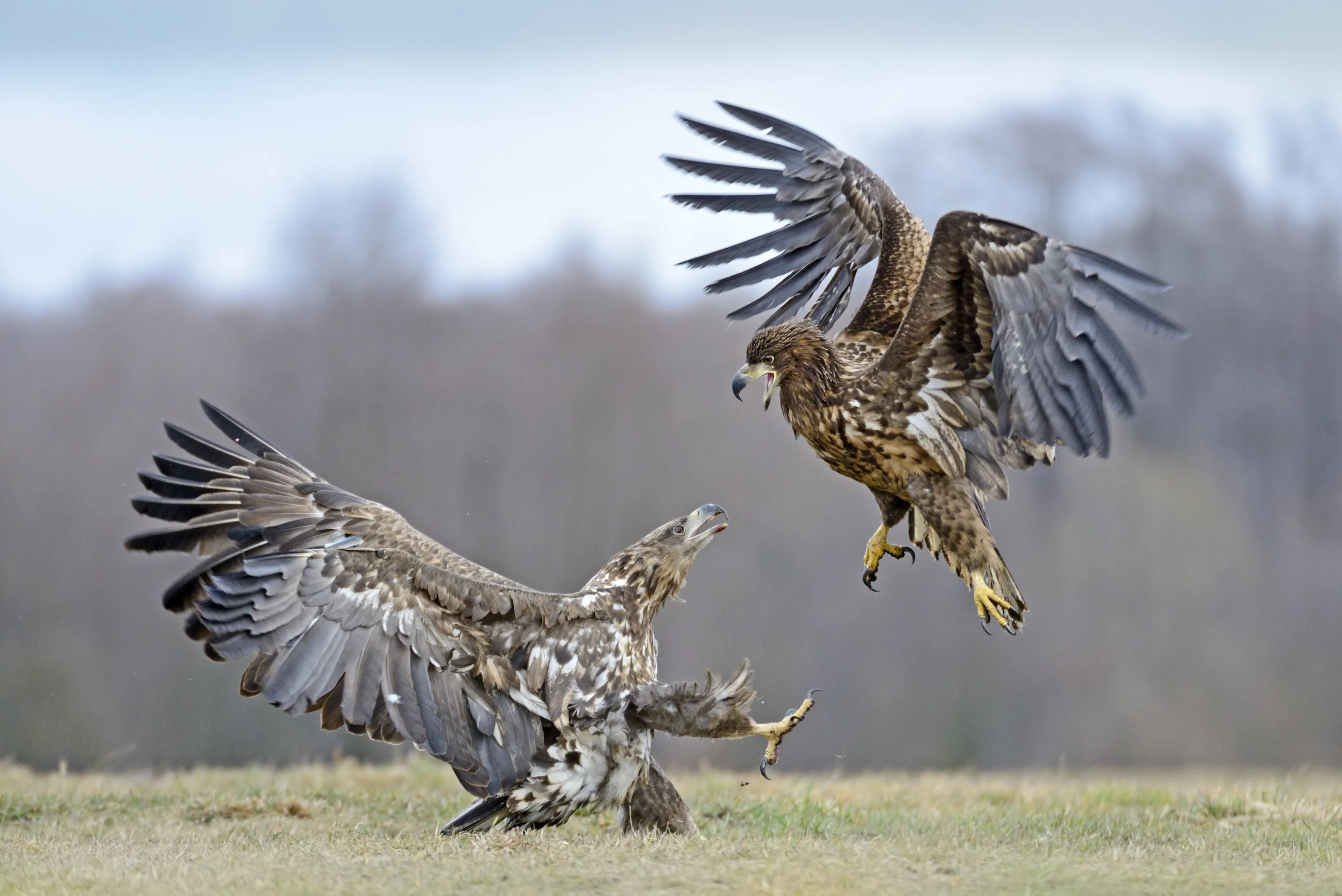 Acrobatic Fighting