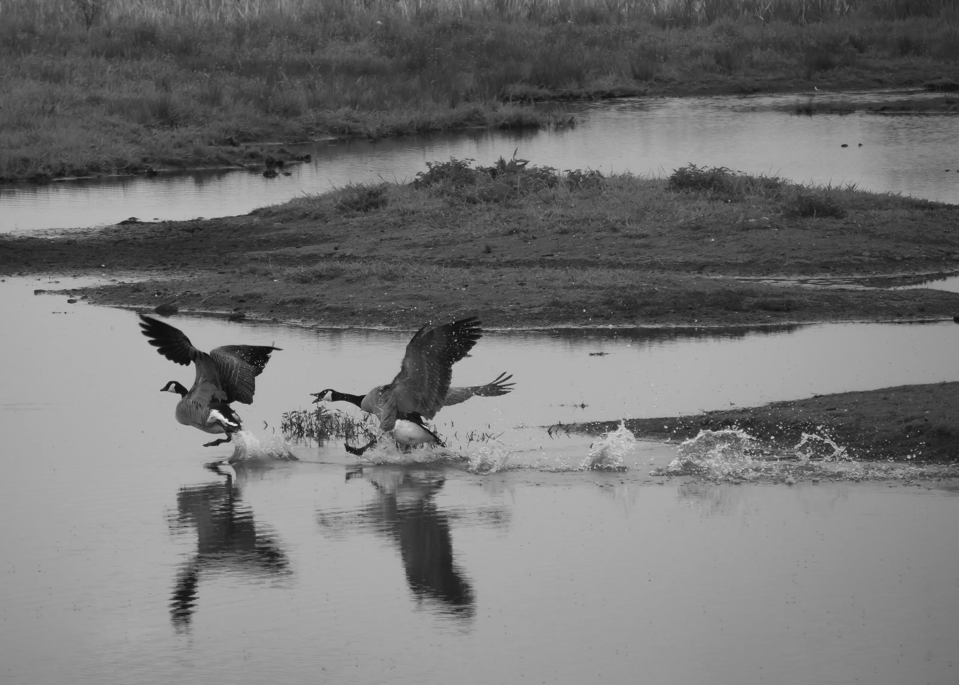 Goose Game