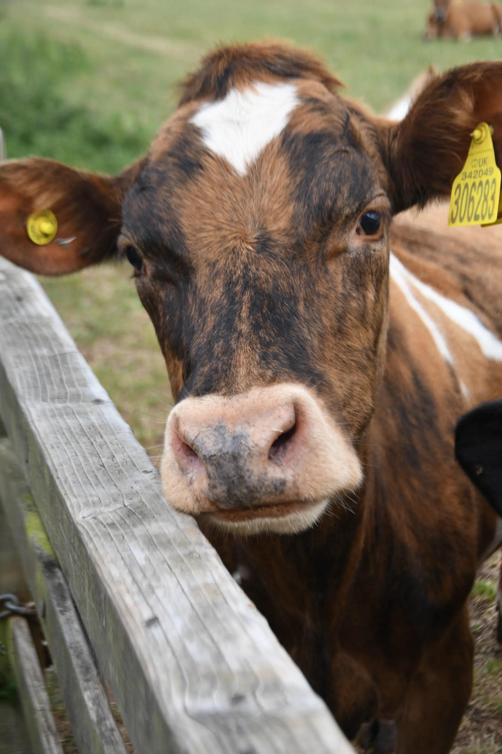 Hearty cow