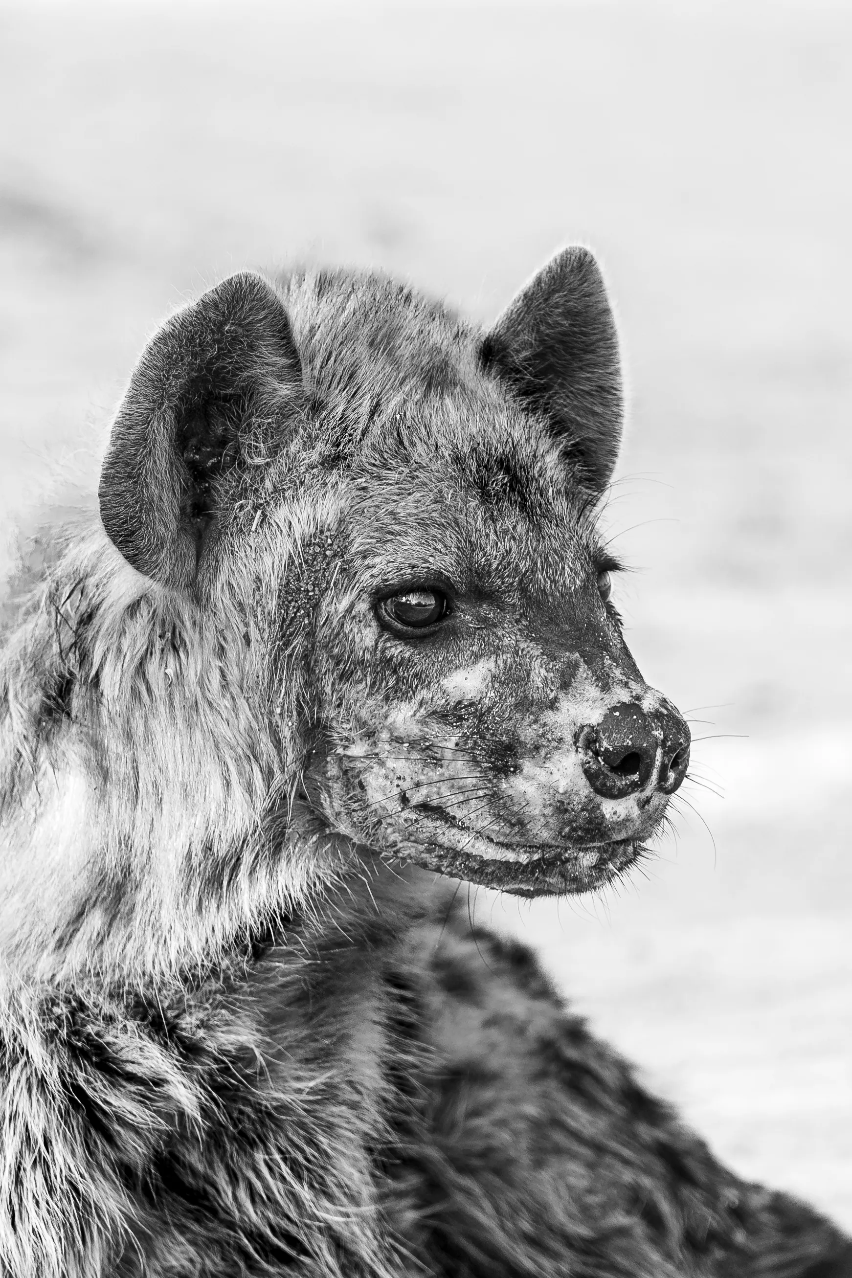 Hyena beauty
