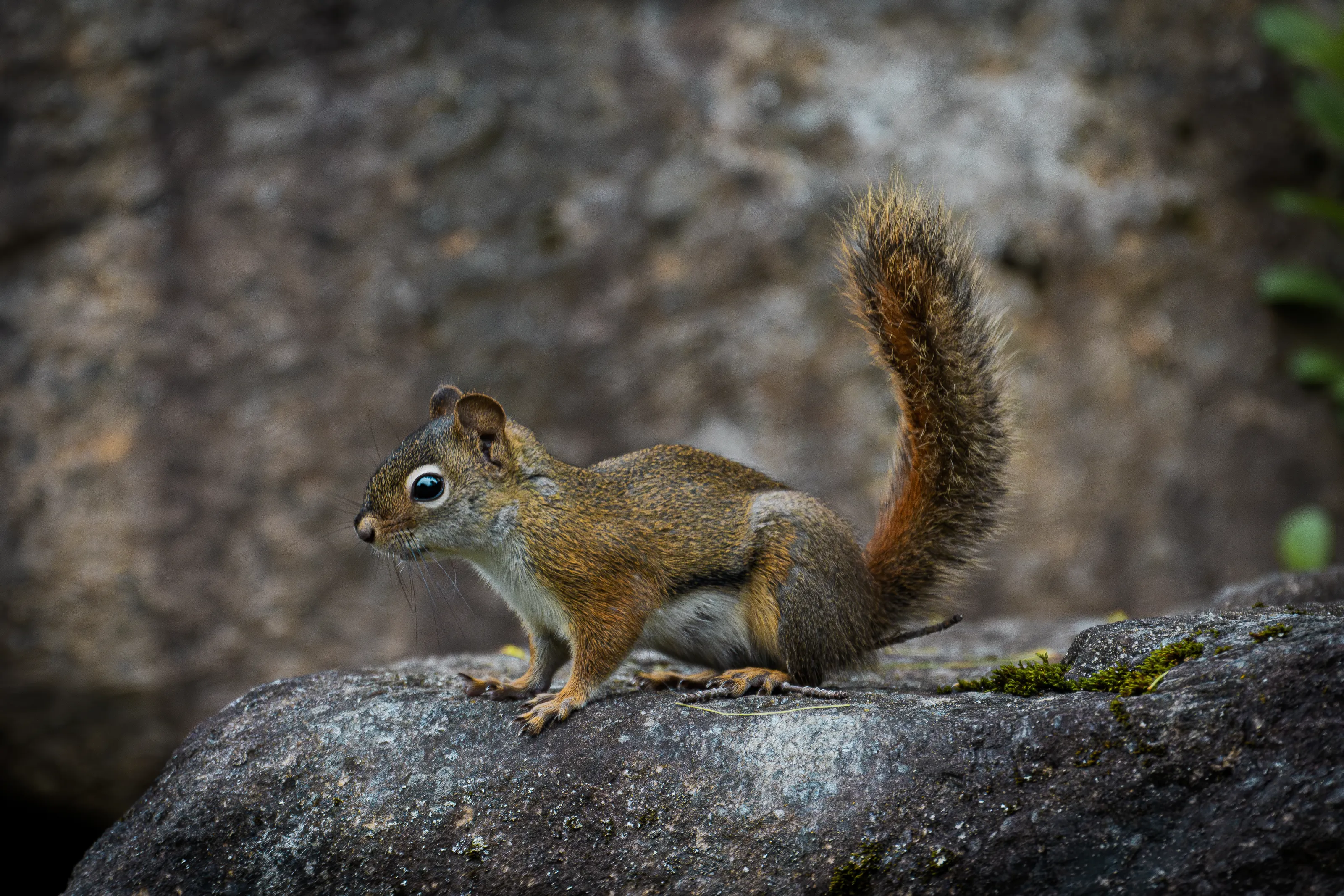 Squirrels and Chipmunks