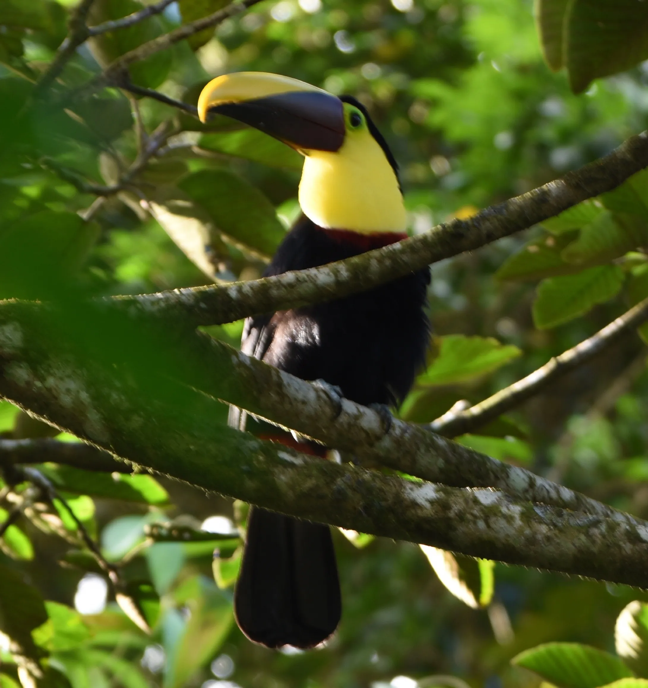 Yellow Tucan