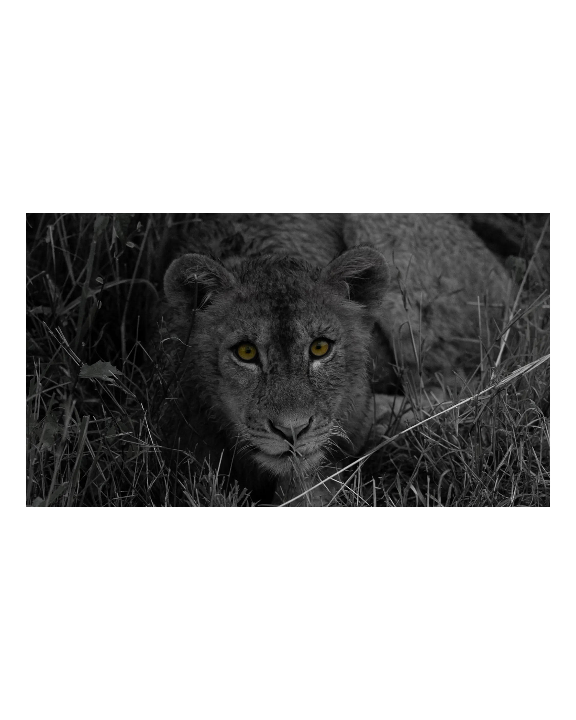 Lion cub