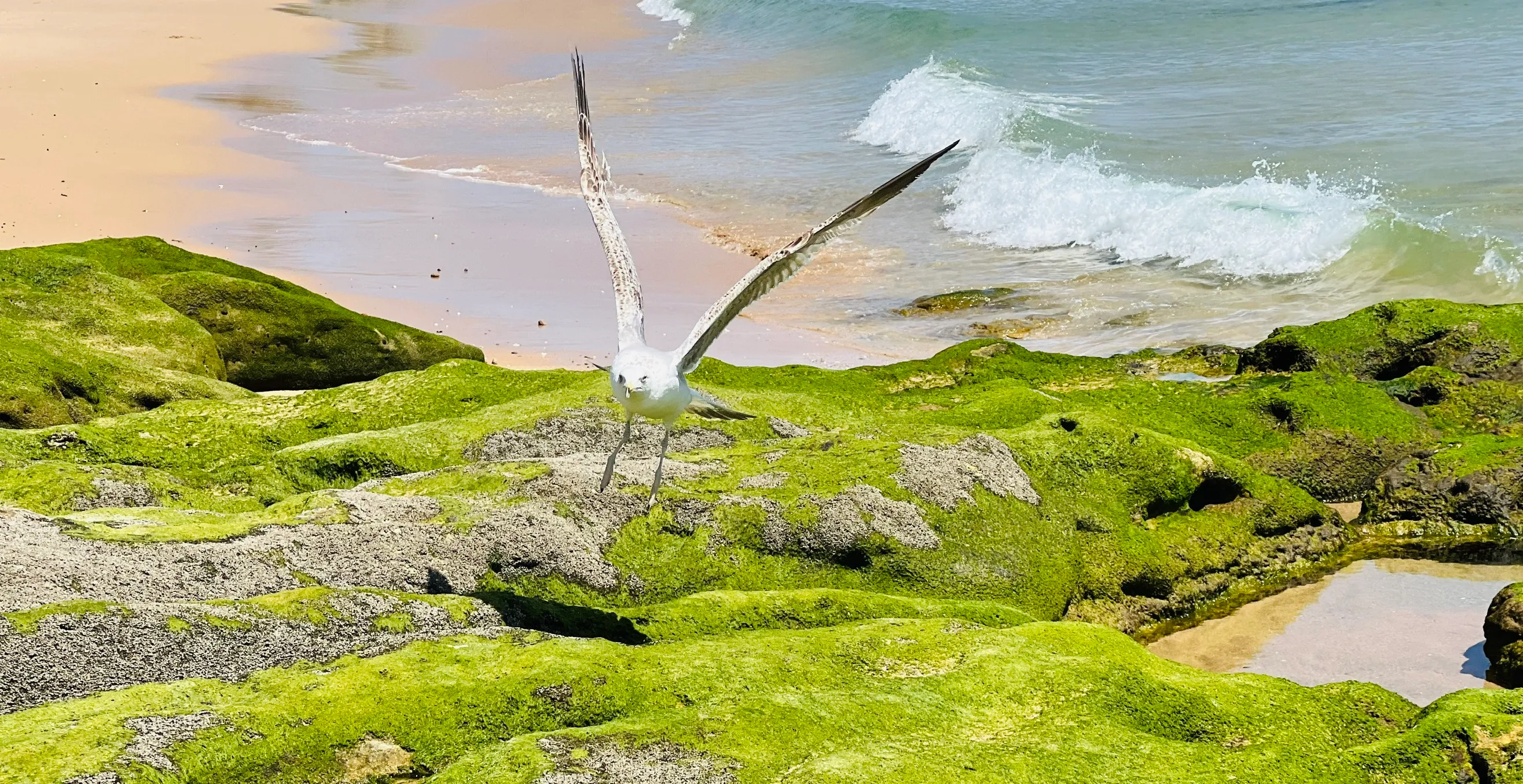 Seabird
