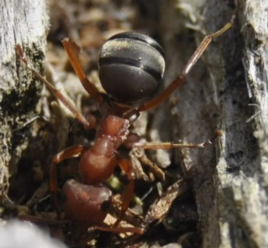 Ant on log