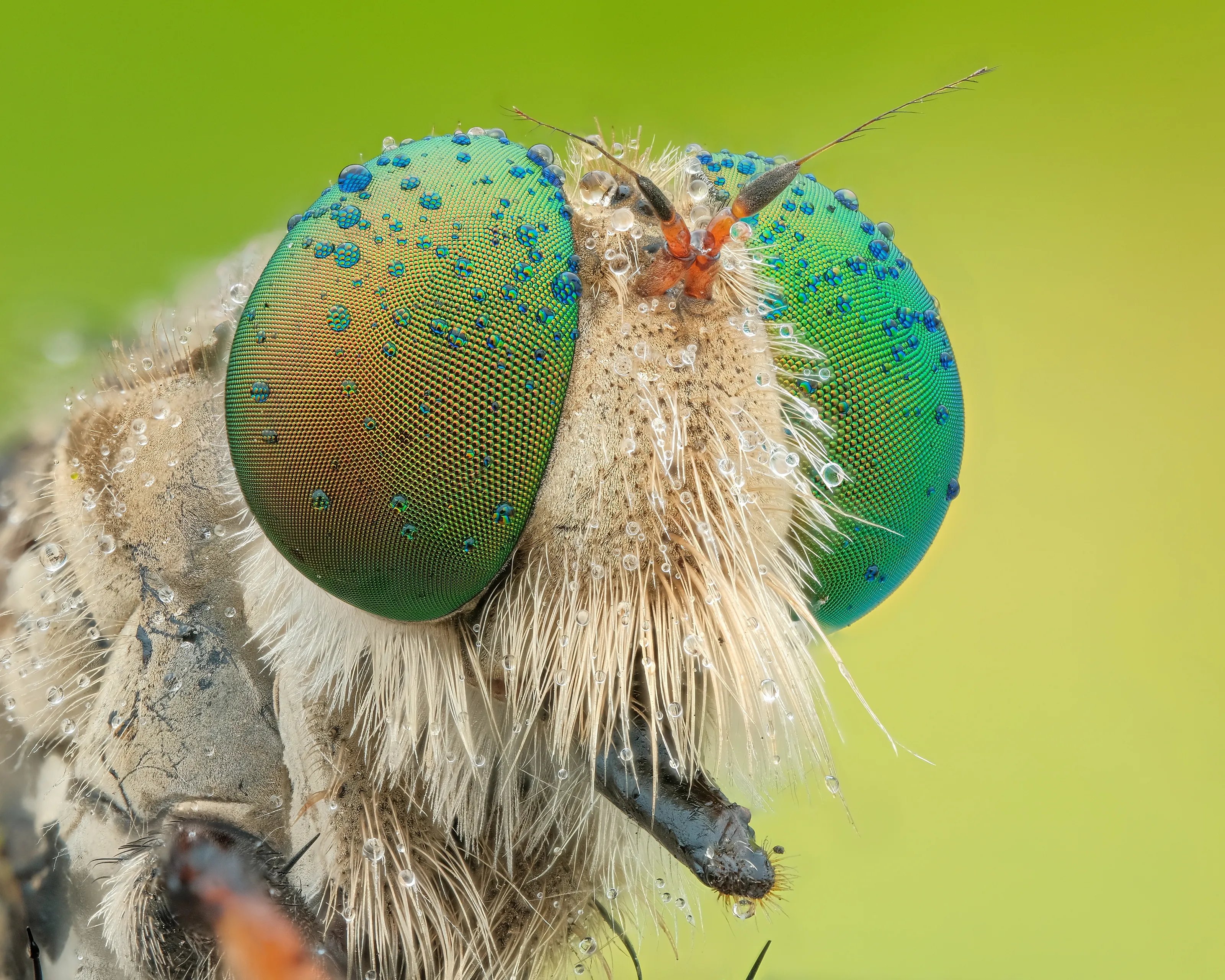 Colourfull robber fly