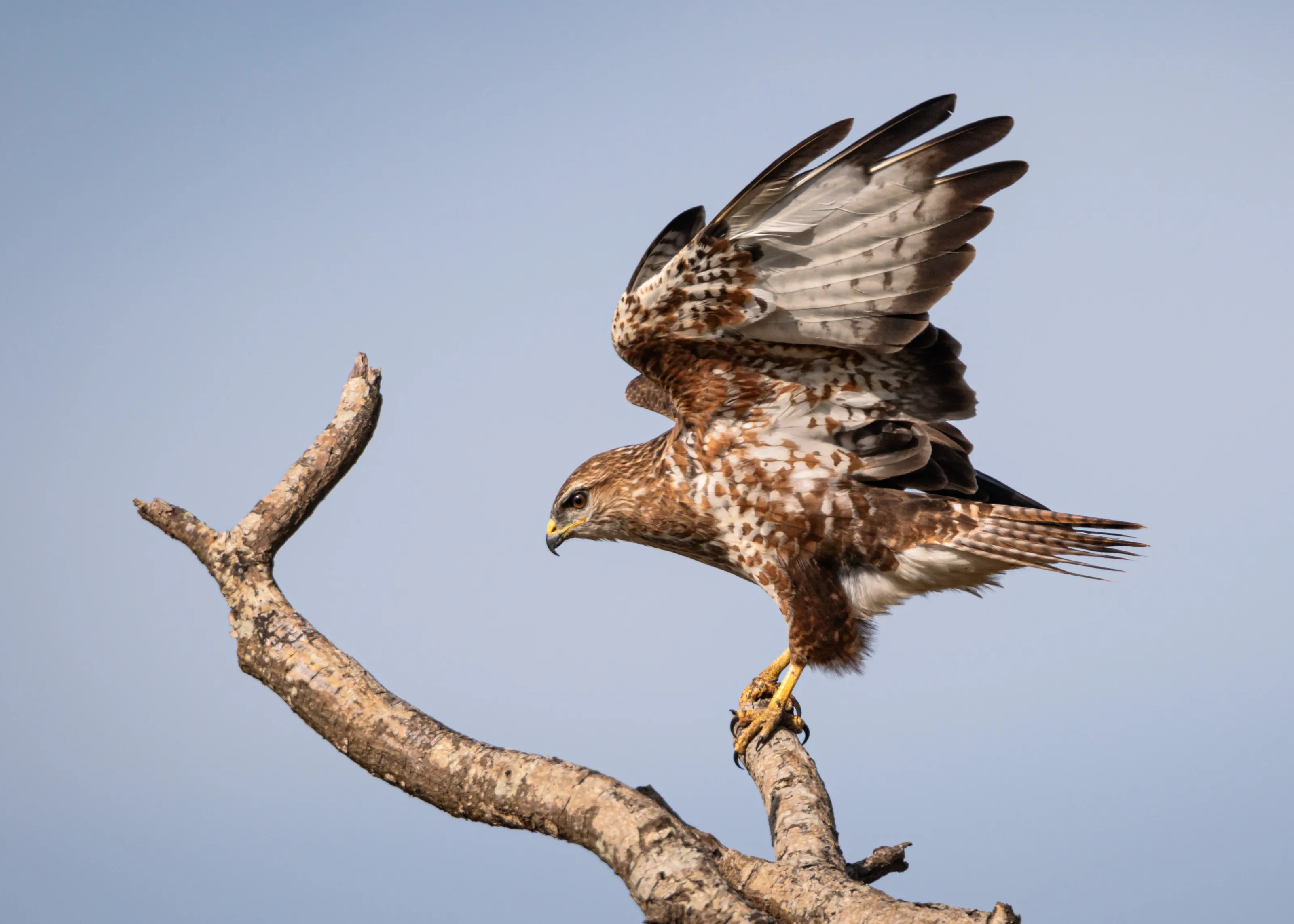 Buzzard streching