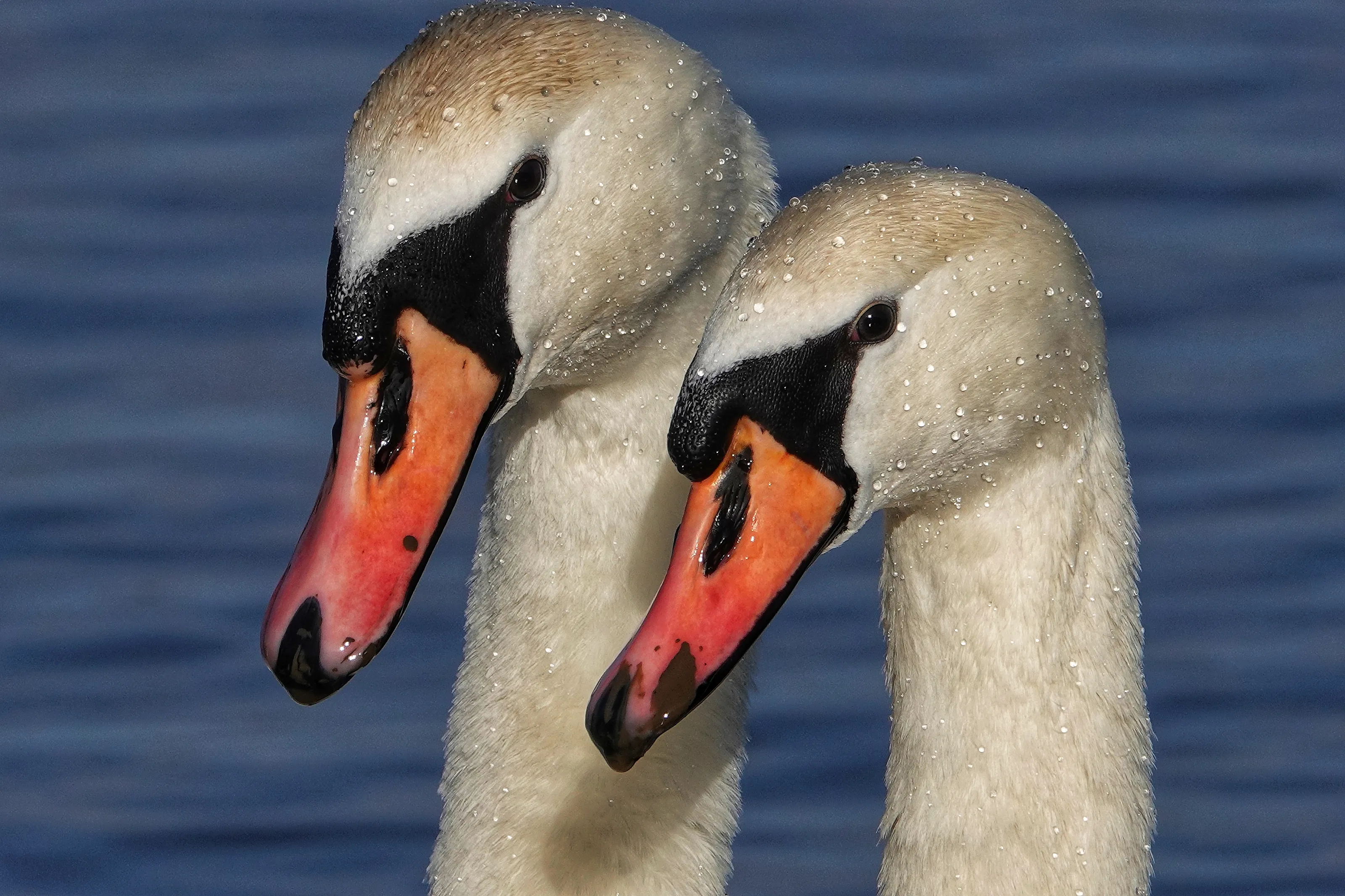 A couple of swans