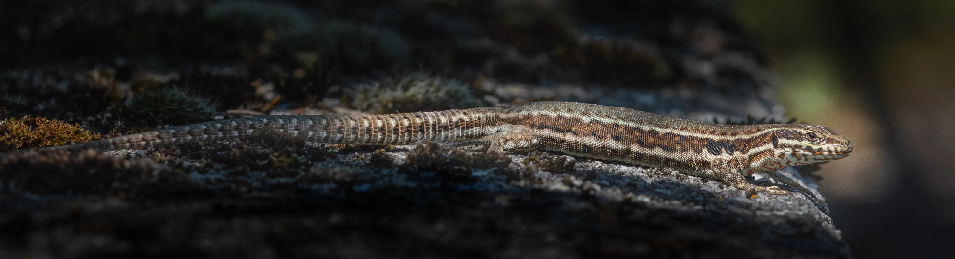 Wall Lizard