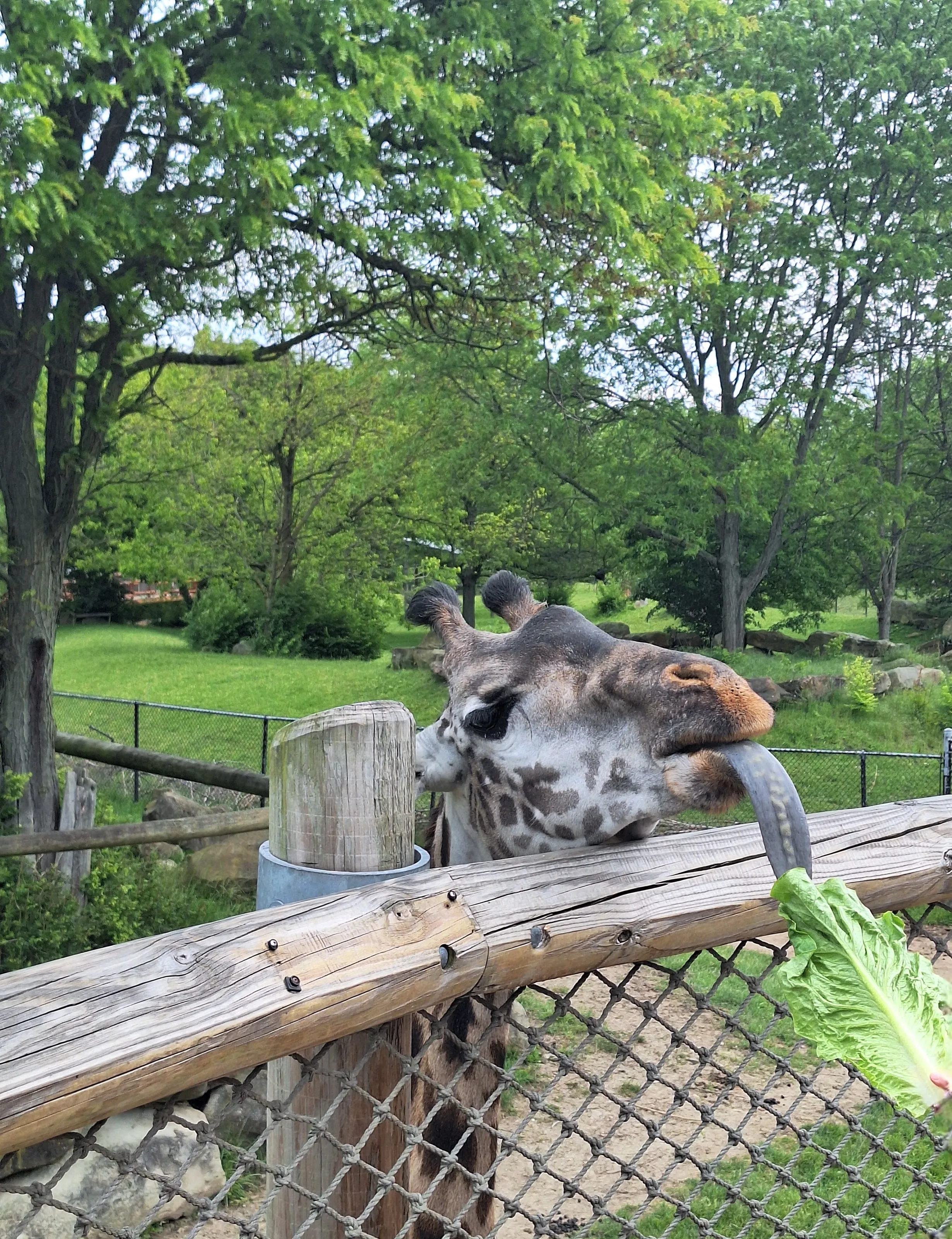 Giraffe