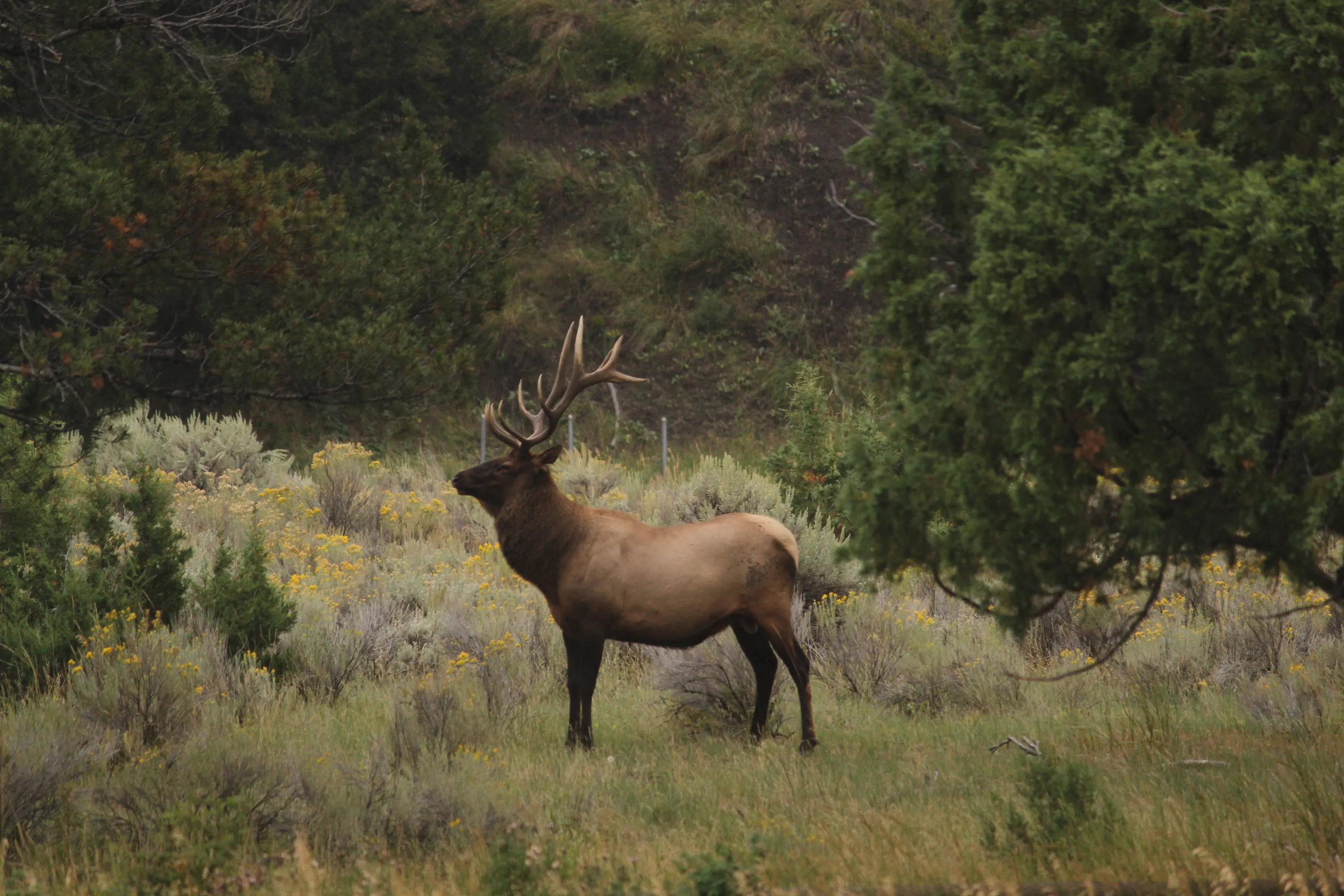 Elk