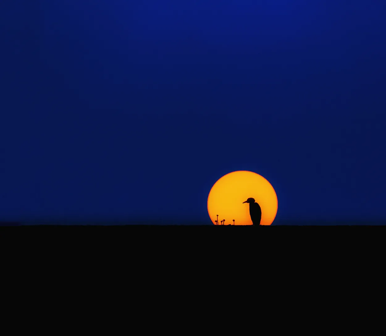 Silhouette bird