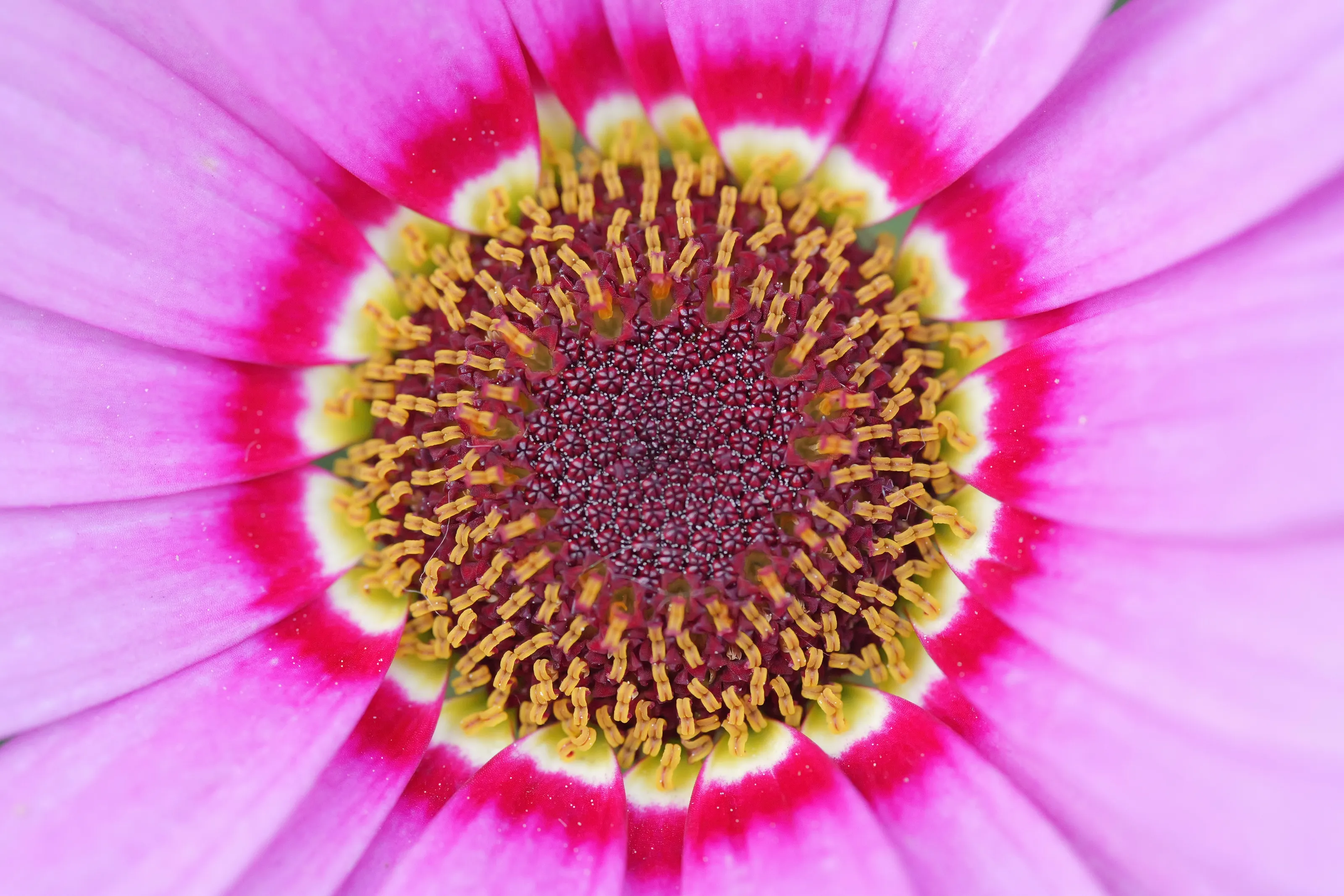 Daisy eye