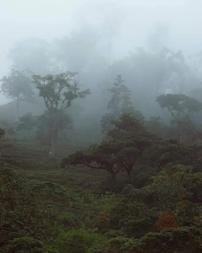 Mistery forest