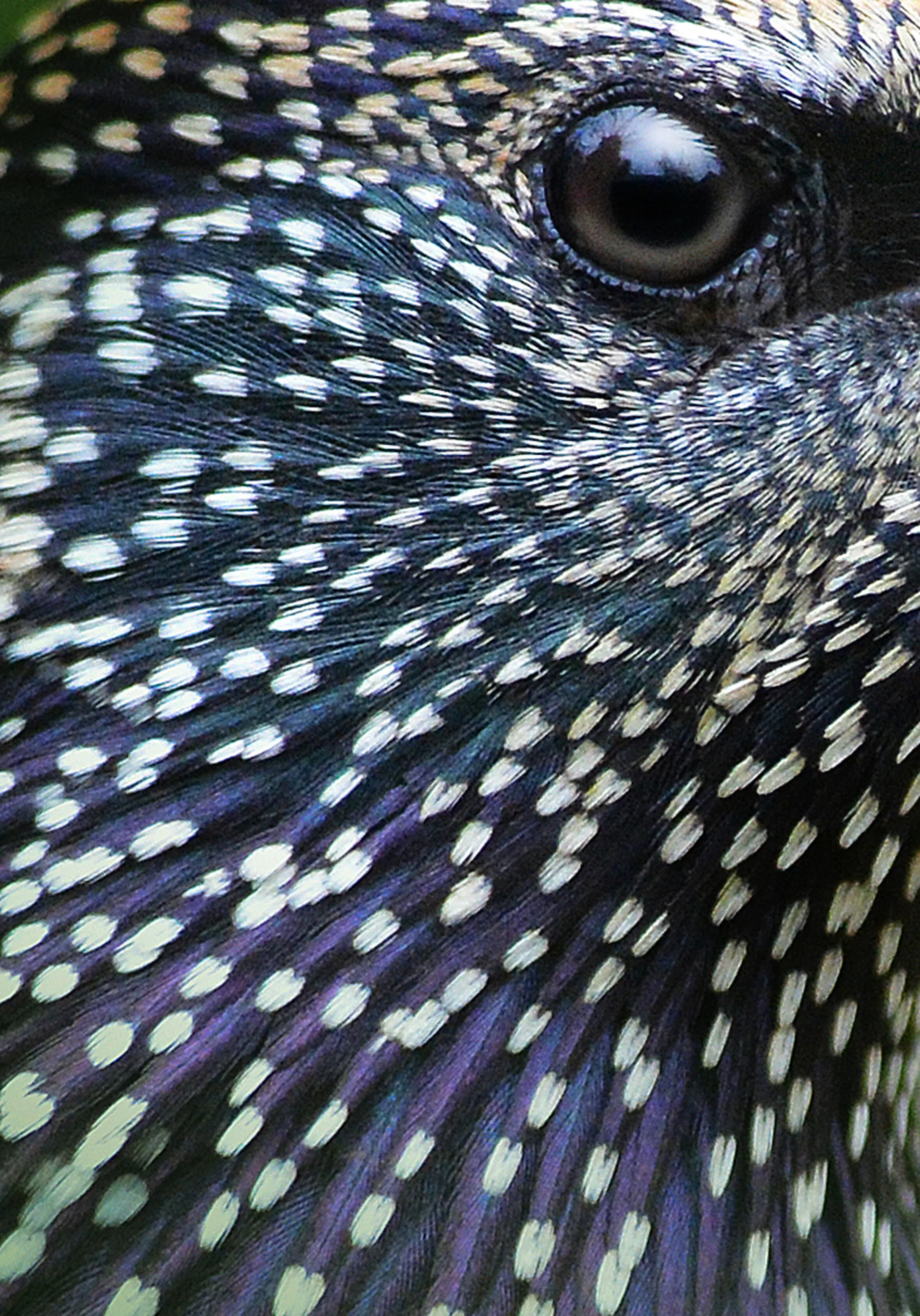 Starling head detail