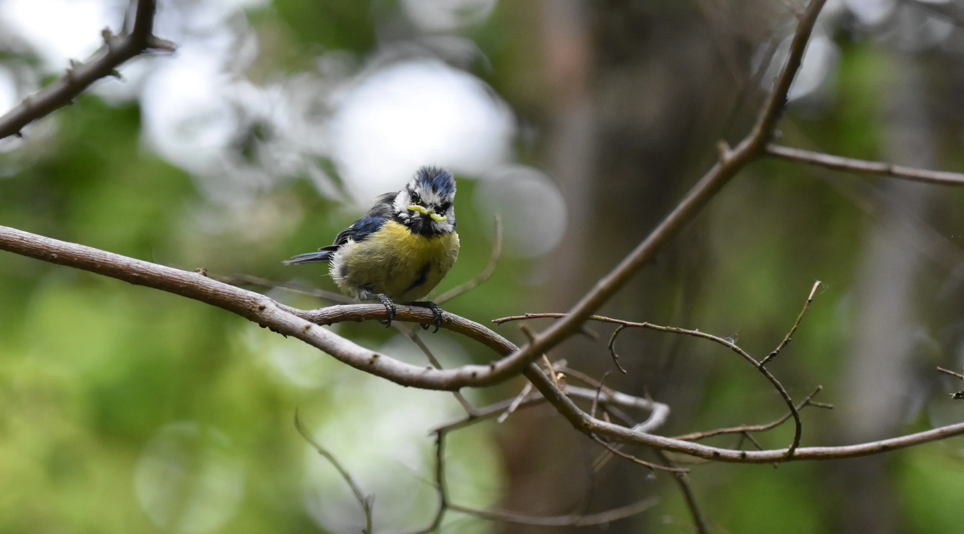 Blue Tit