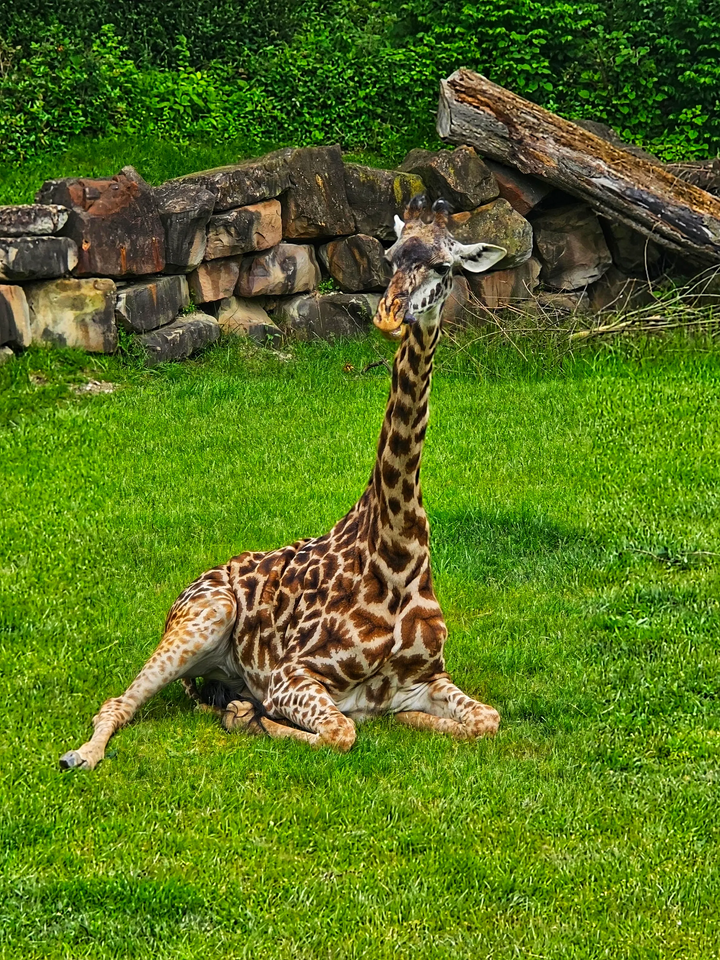 Resting
