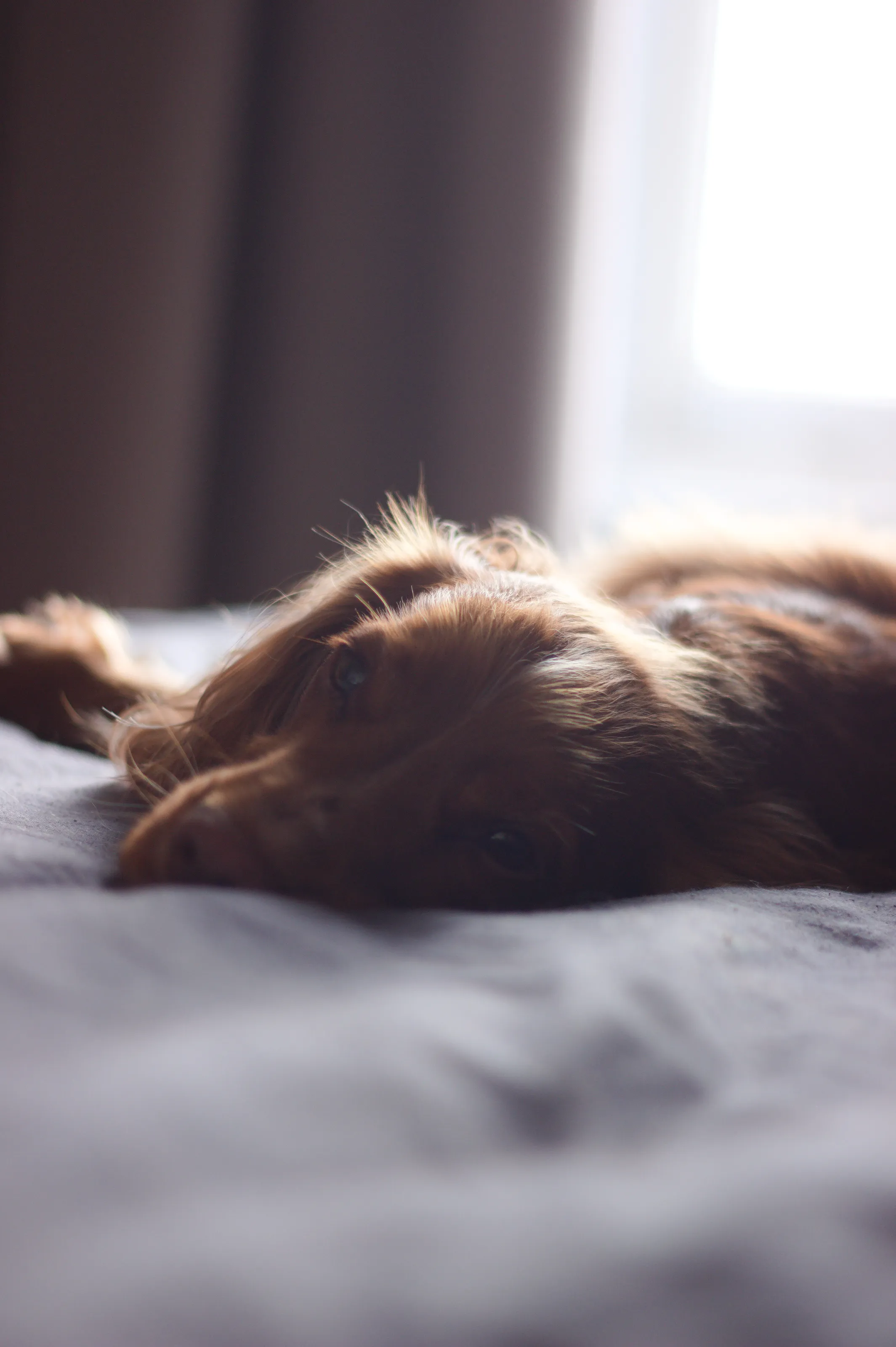 Lazy Morning