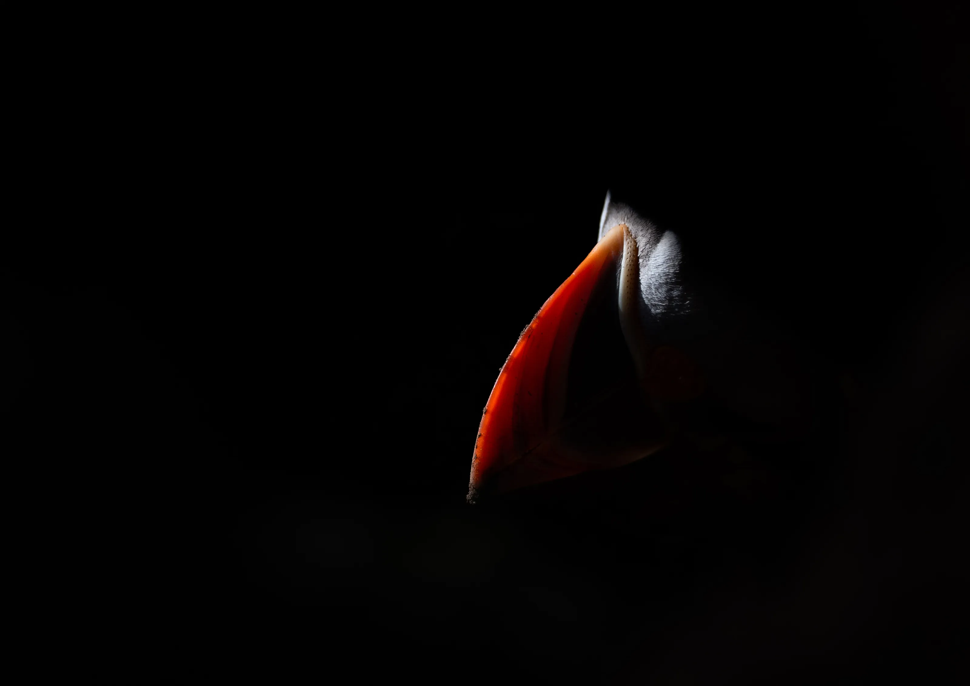 In to the light