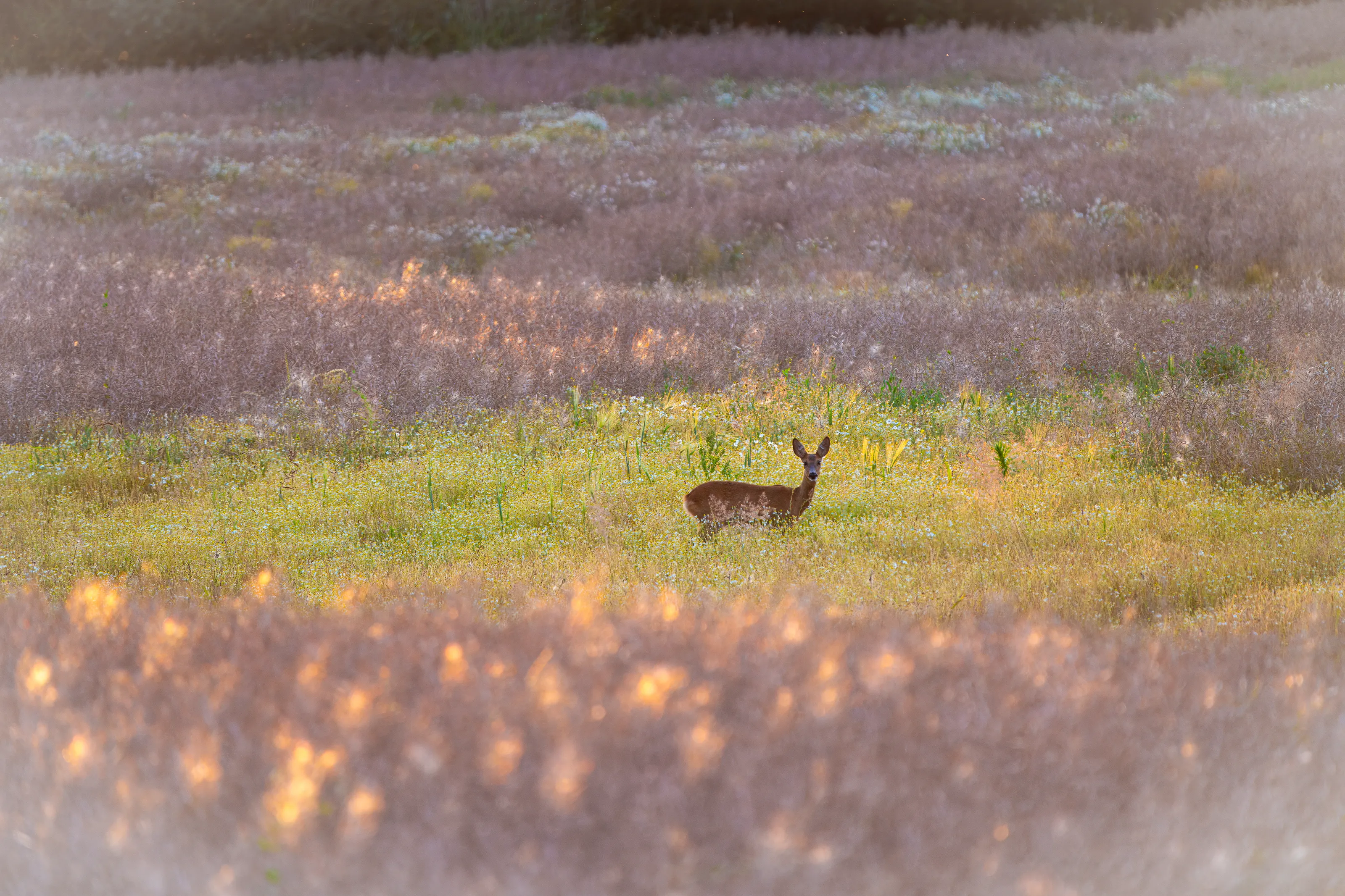 Deer in a Canola field