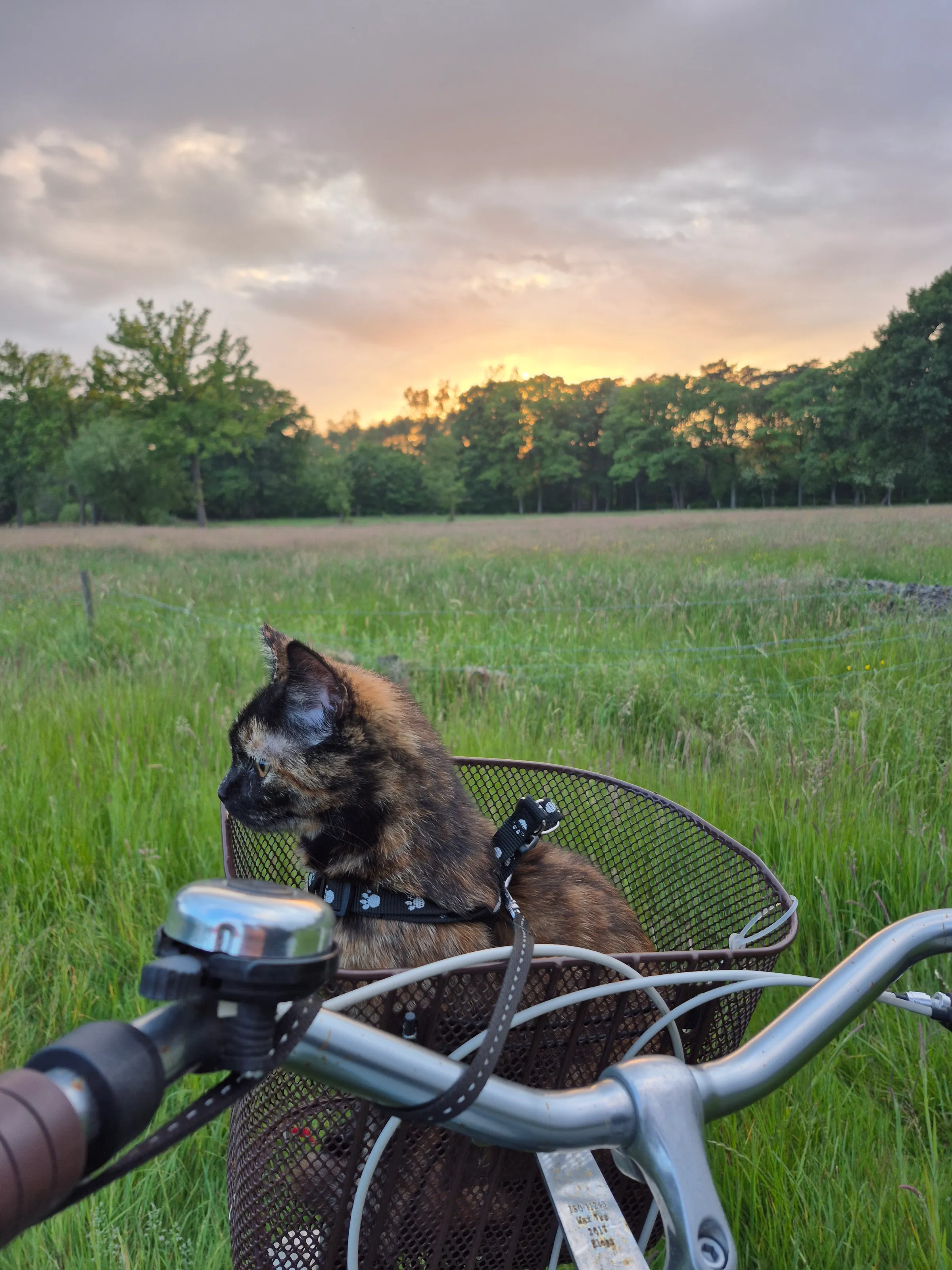 Cat in basket