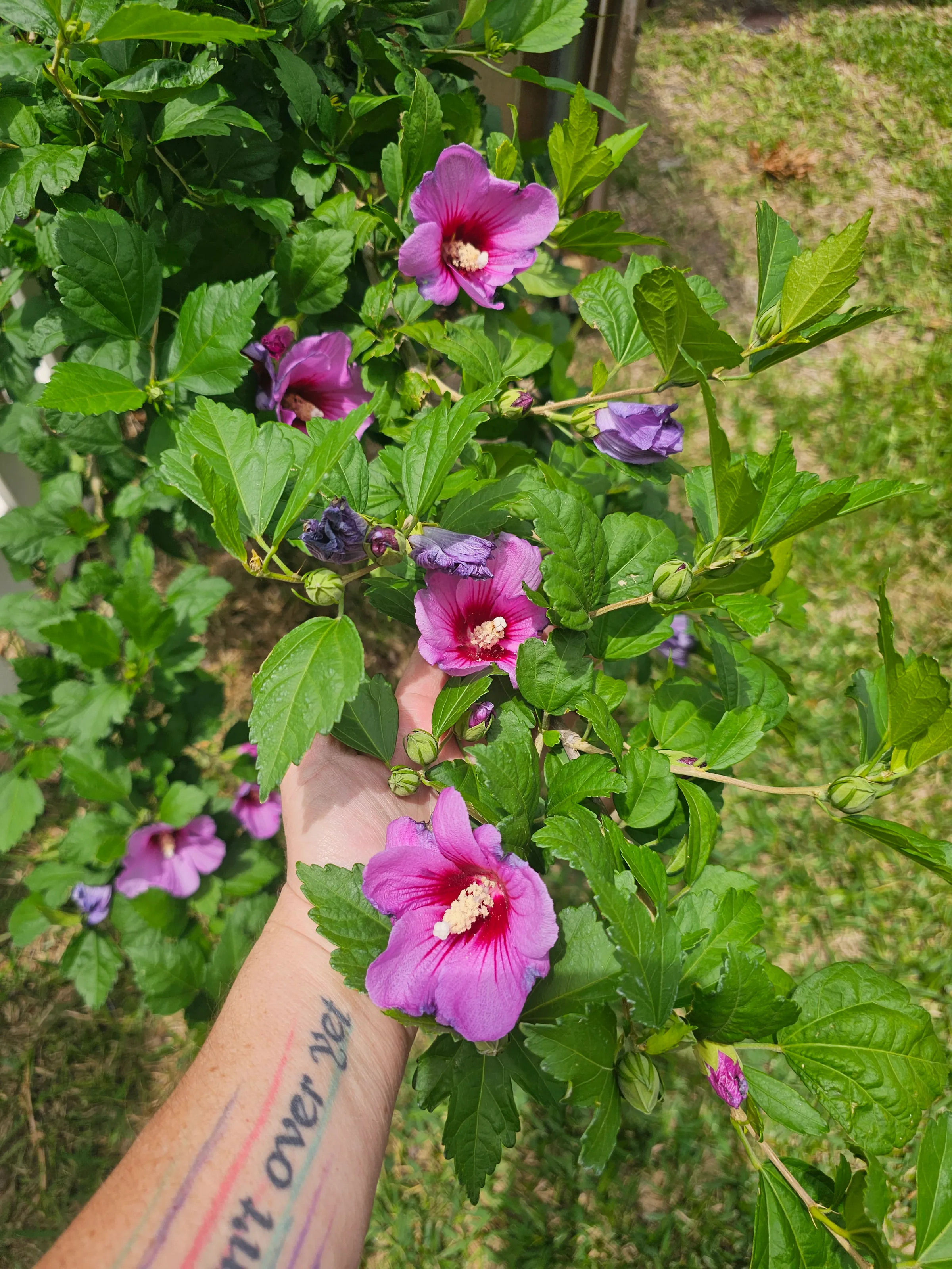 Rose of Sharon