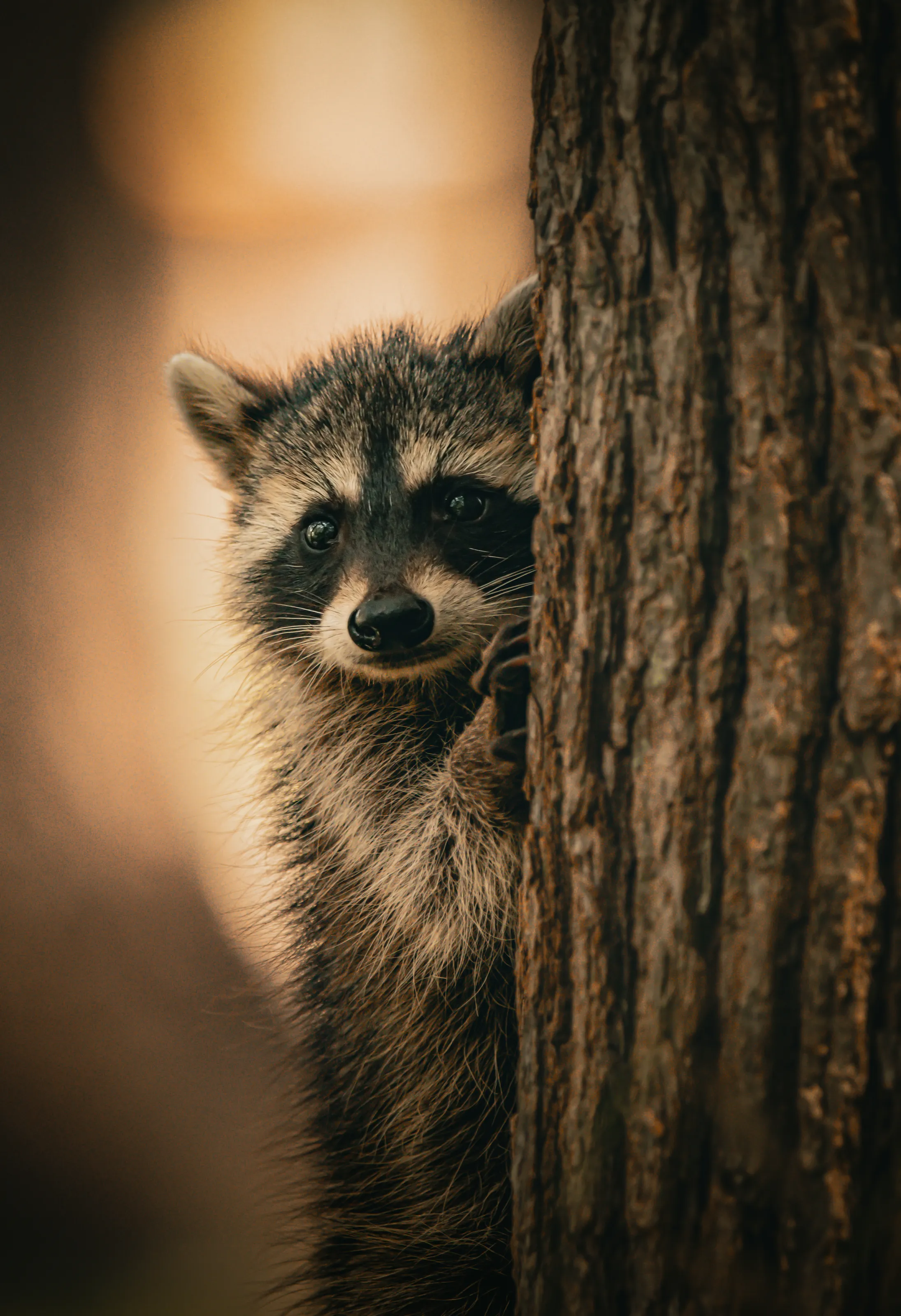 Quiet Eyes