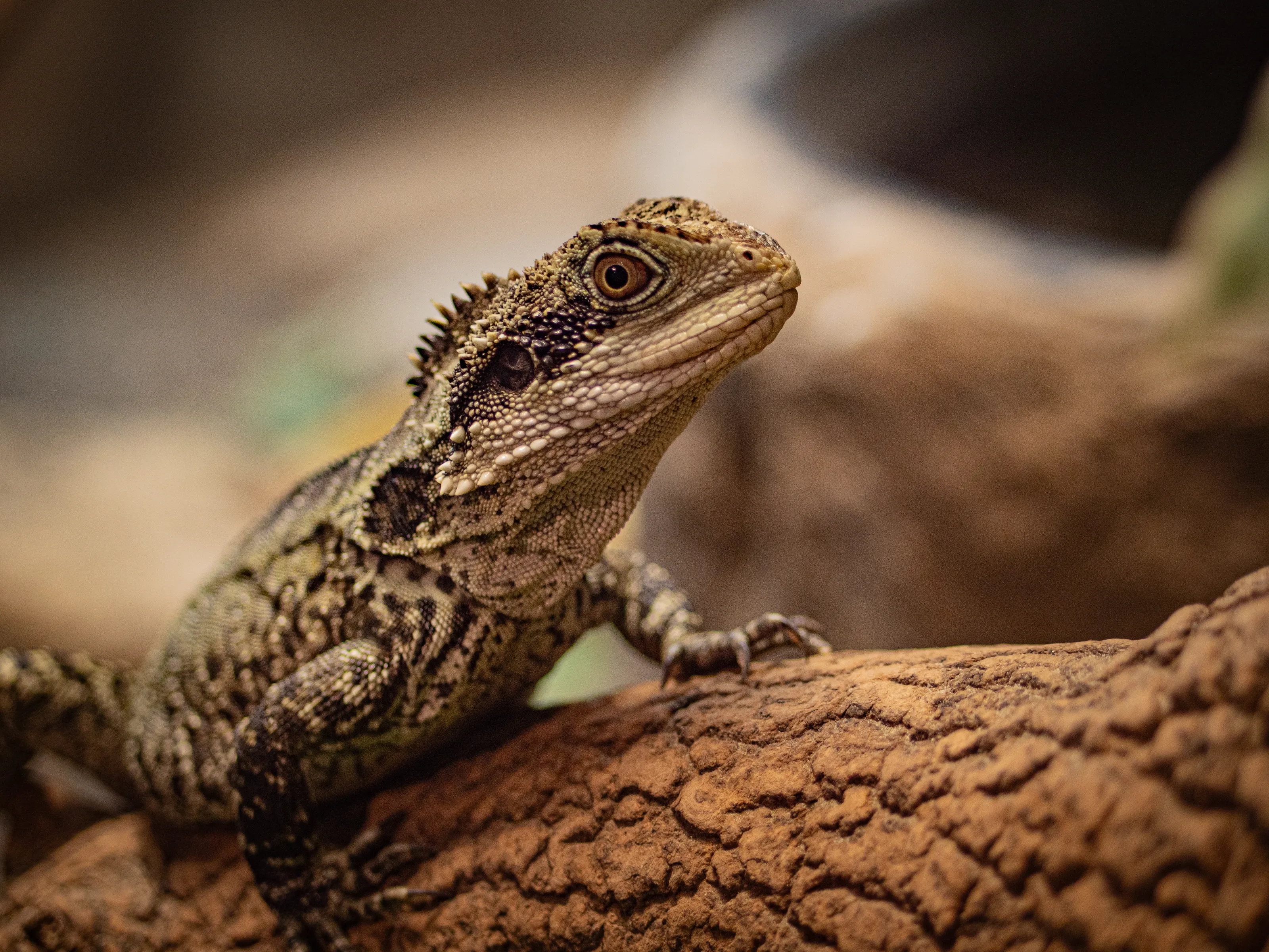 Tuatara, native to New Zealand