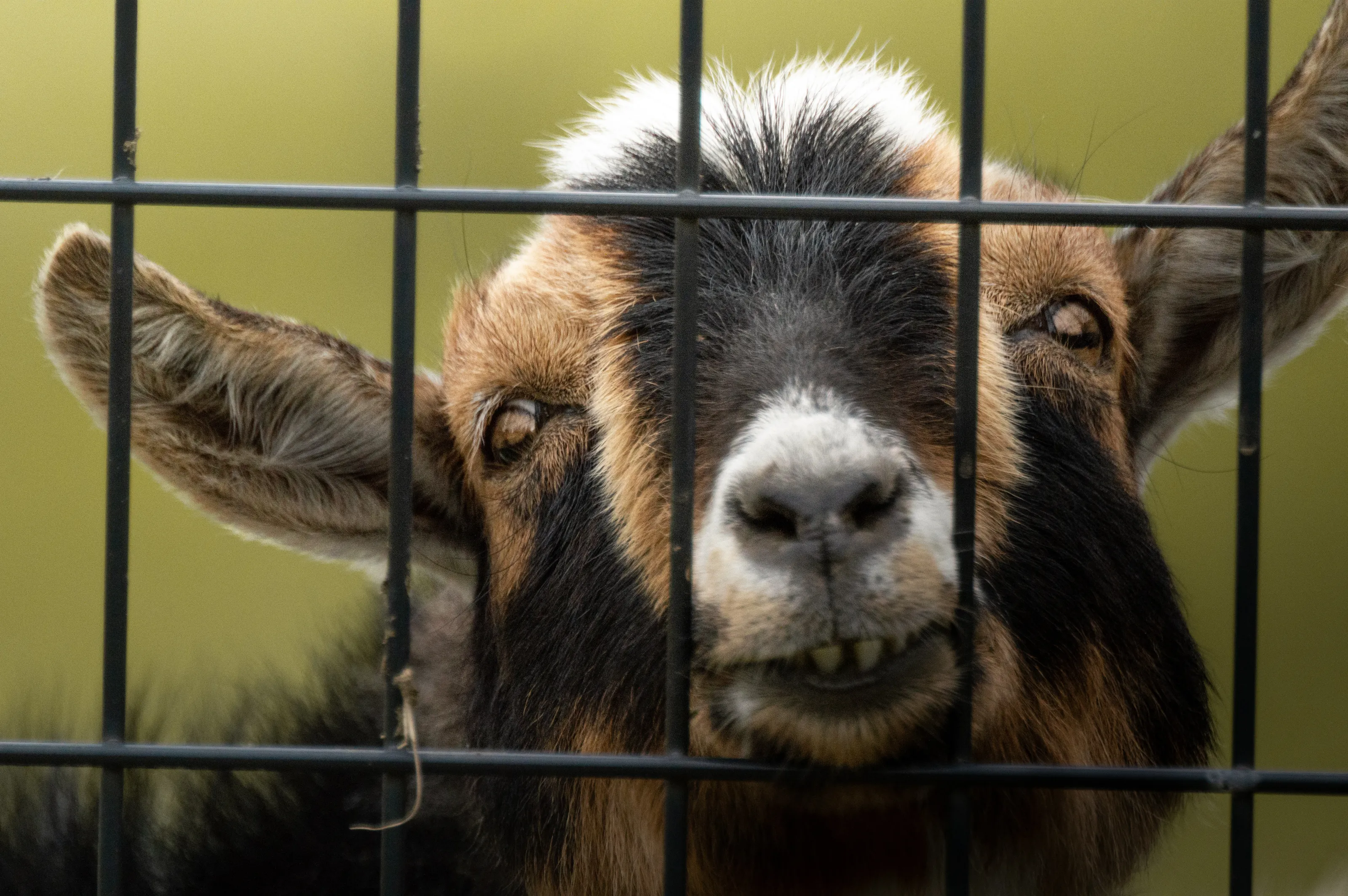 Happy goat