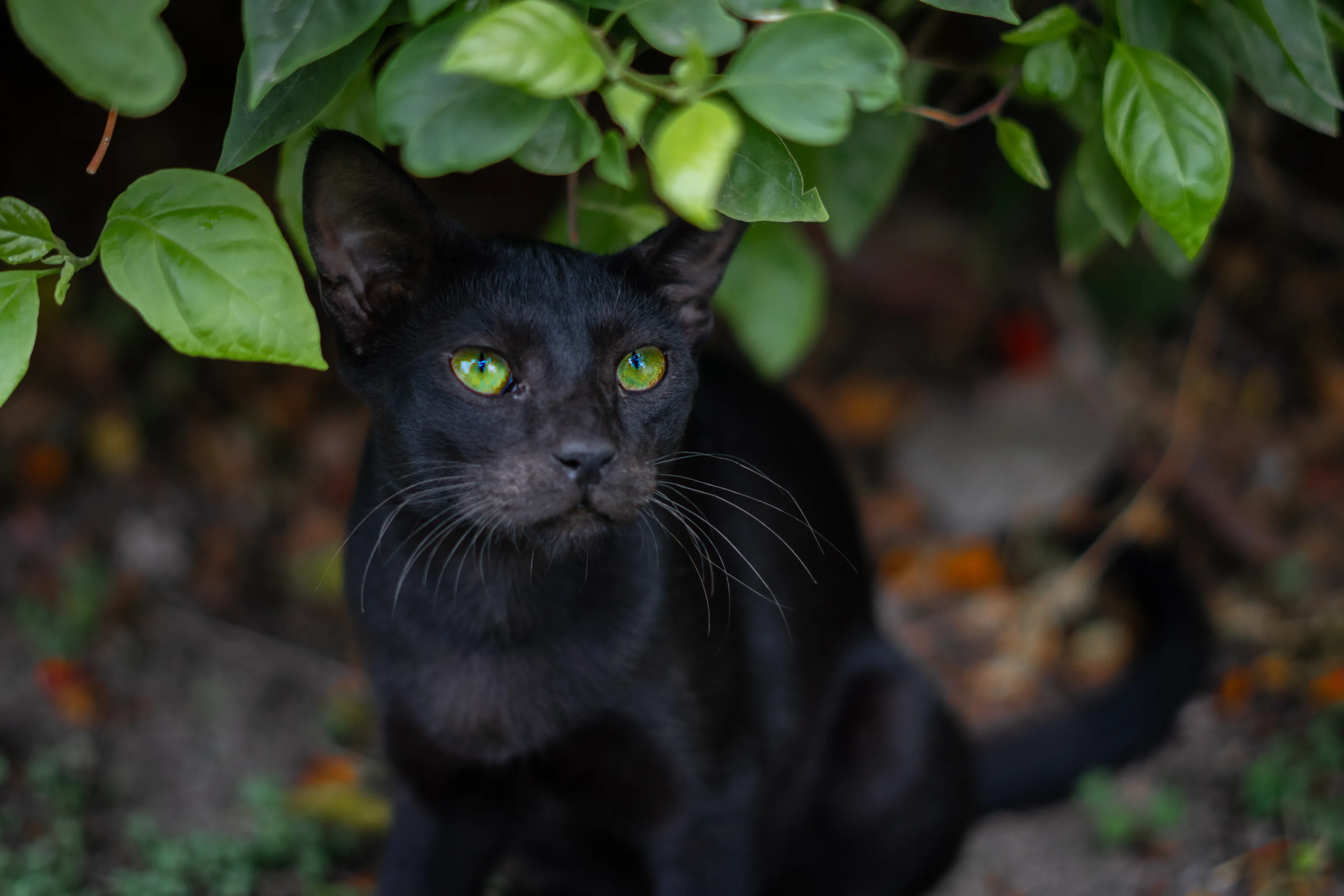 Shiny eyes