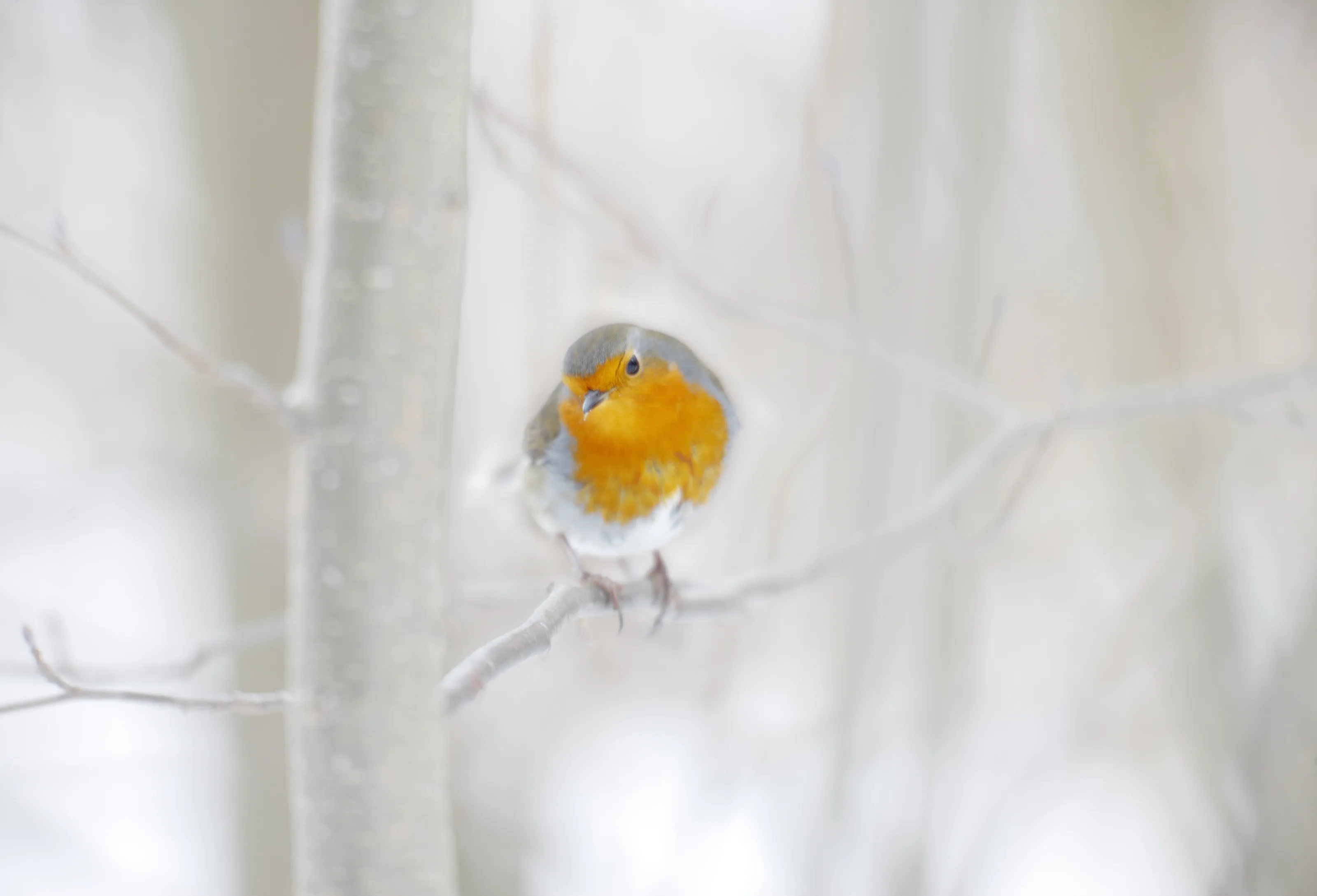 Red for Robin
