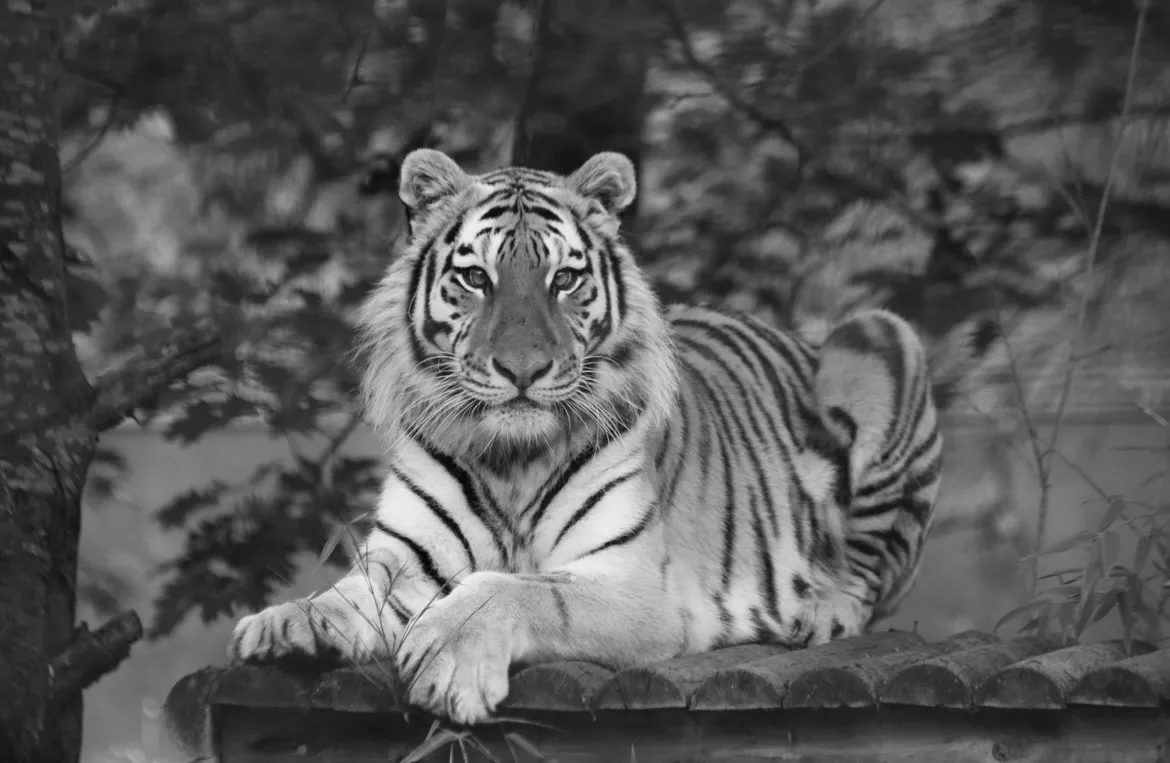 Beautiful Tiger