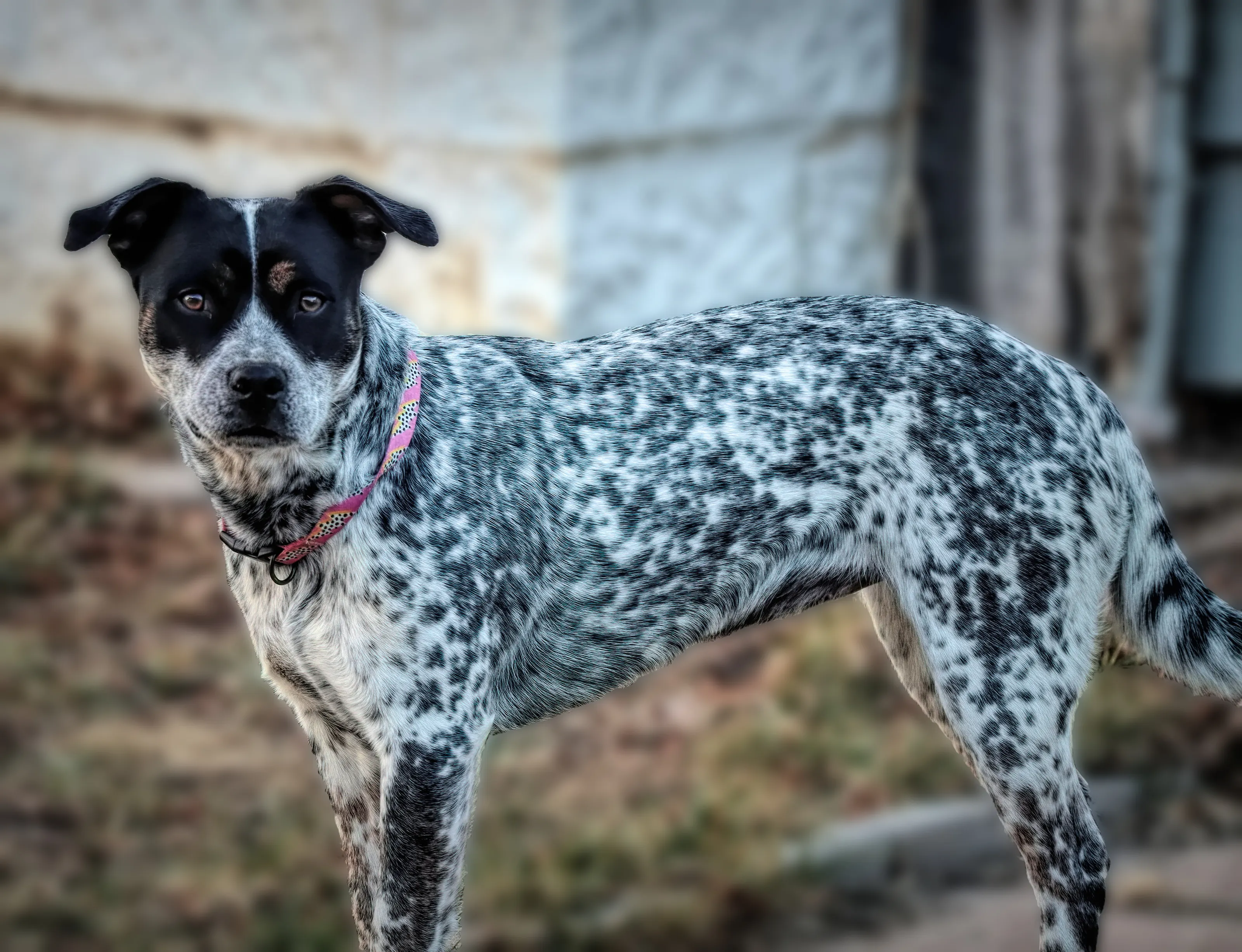 Spotted Dogs