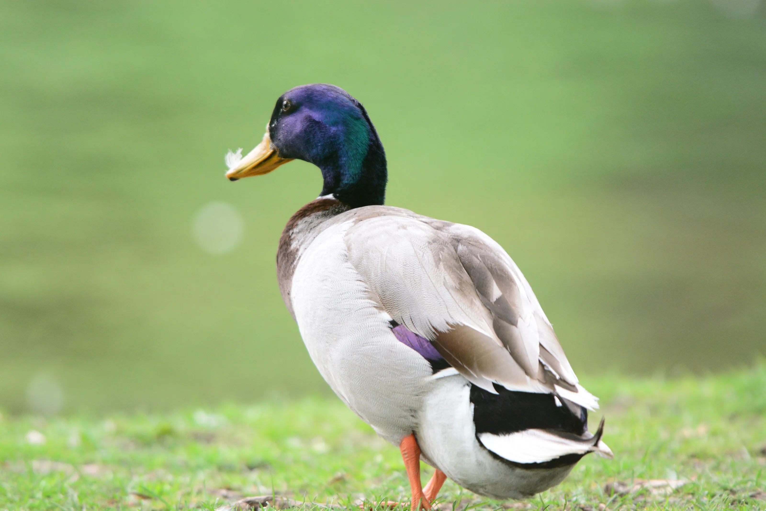 C’est Duck