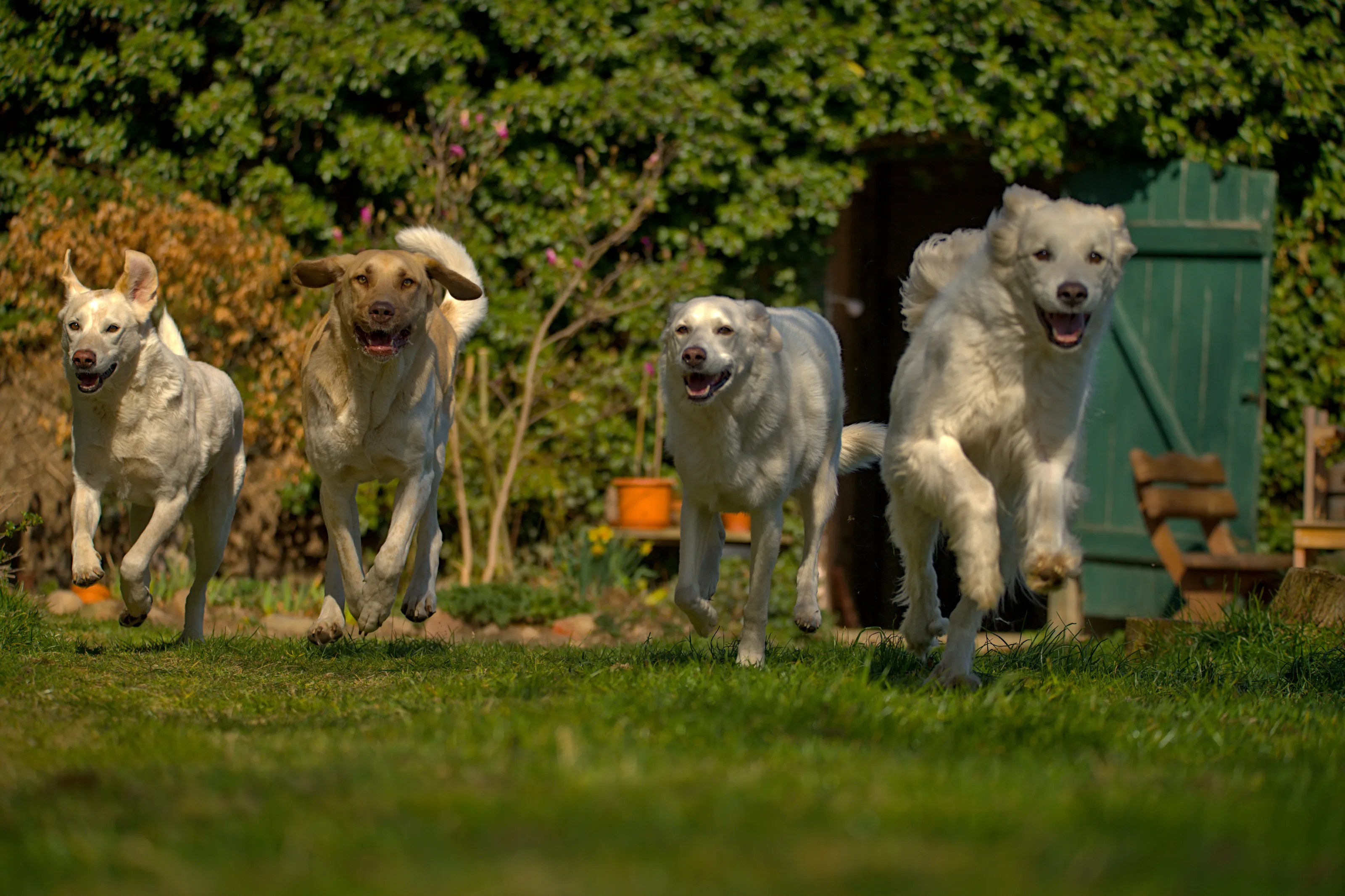 The crazy four