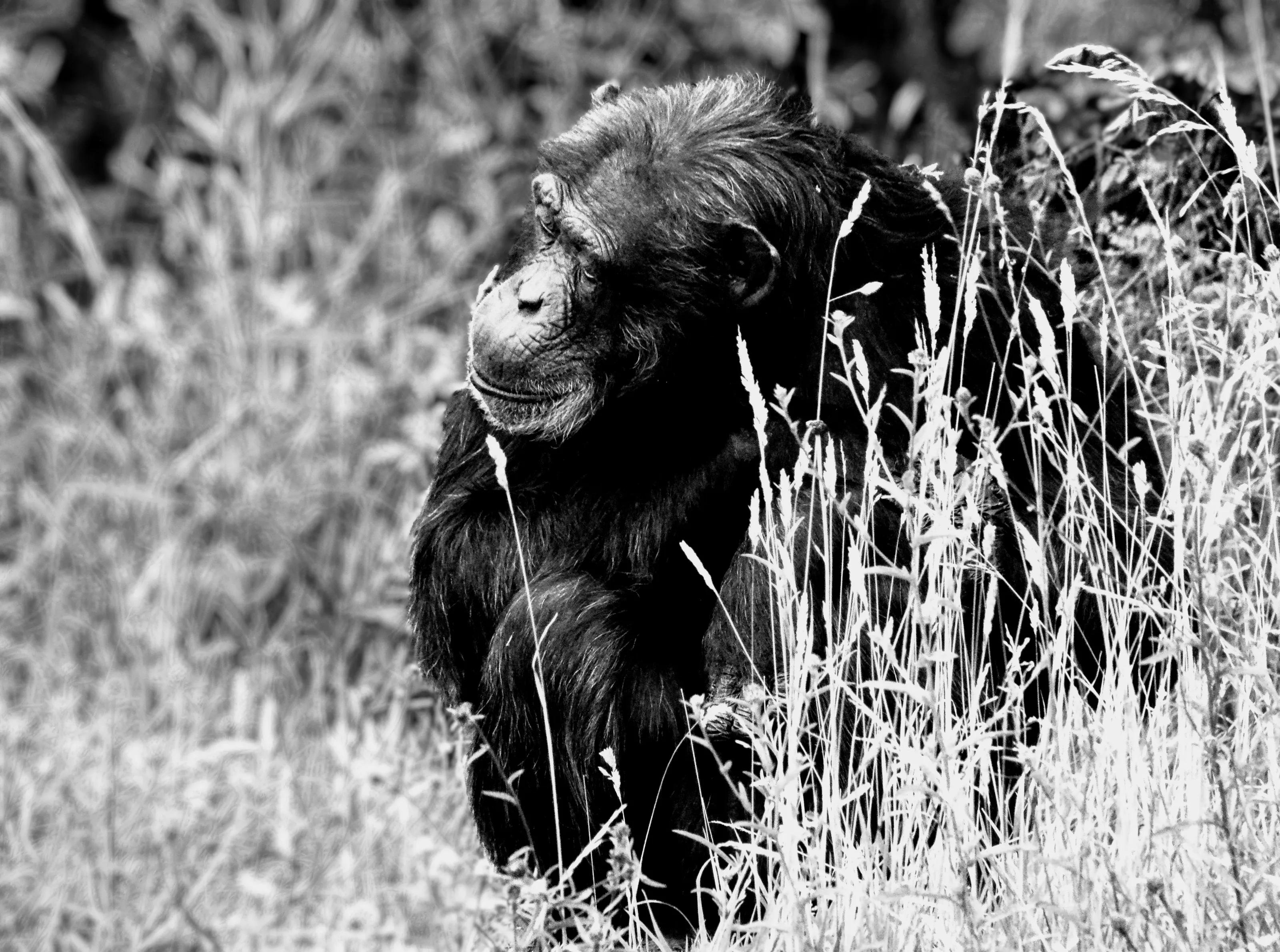 Chimpanzee