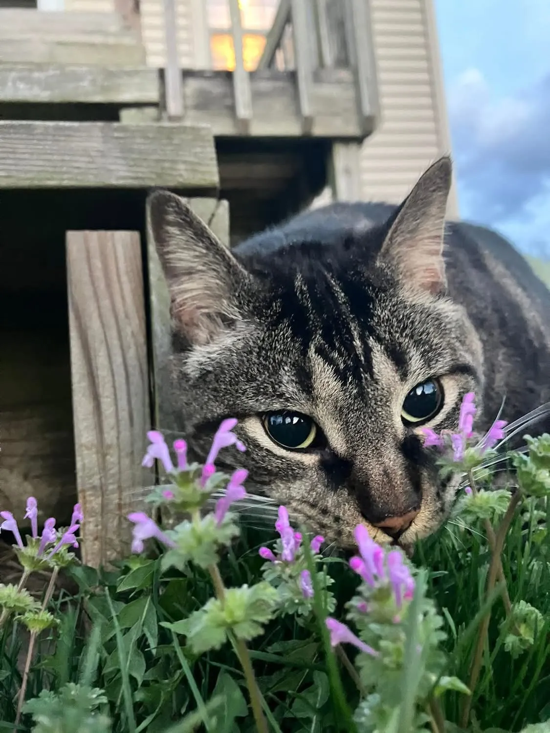 Cats