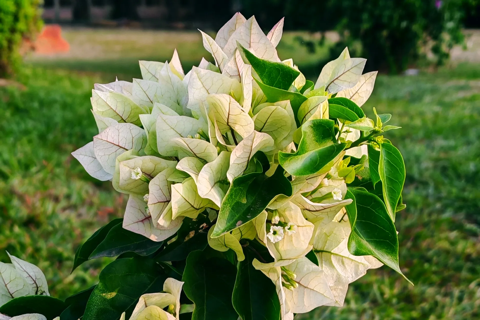 Bougainvillea