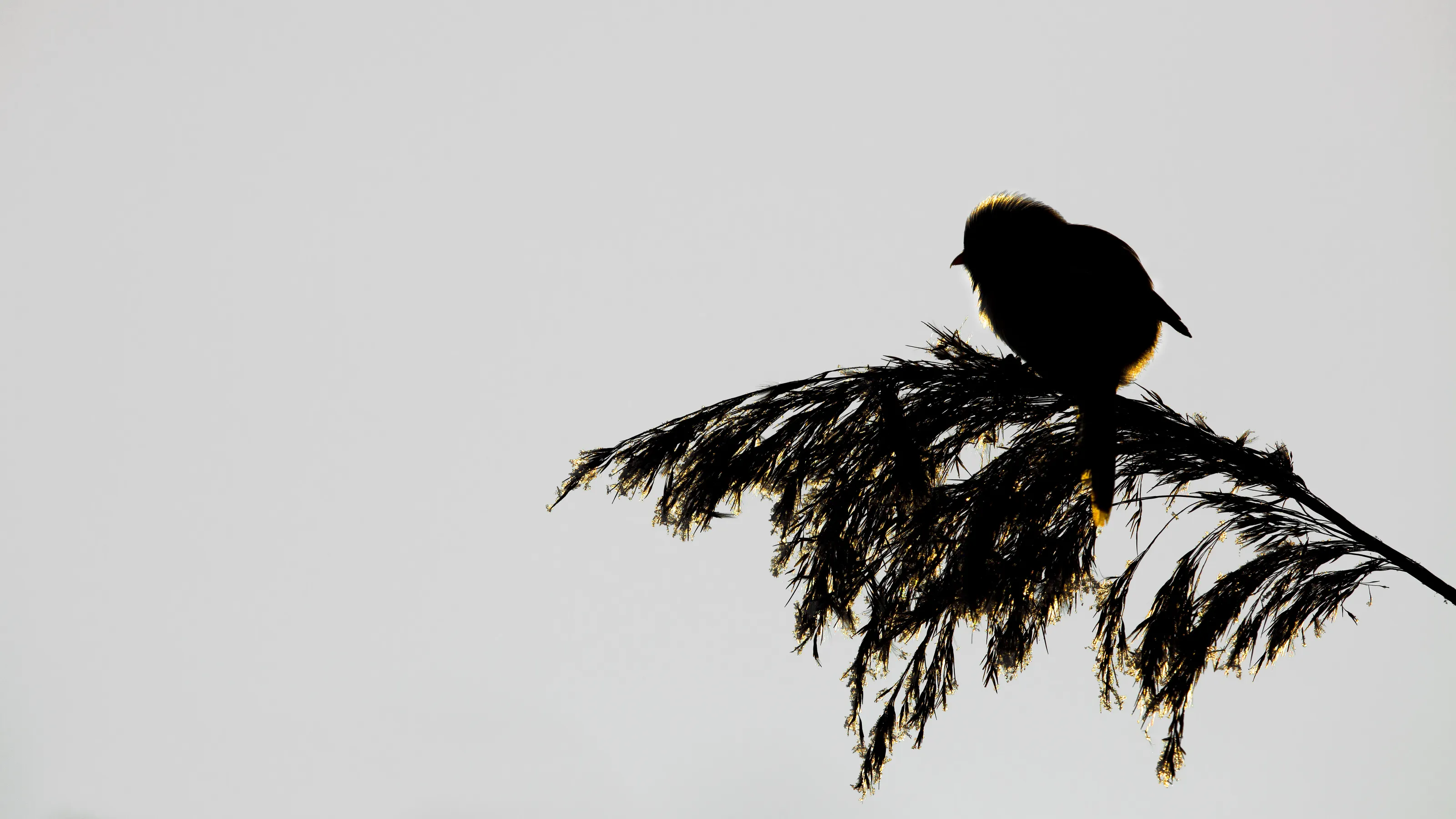 Gilded