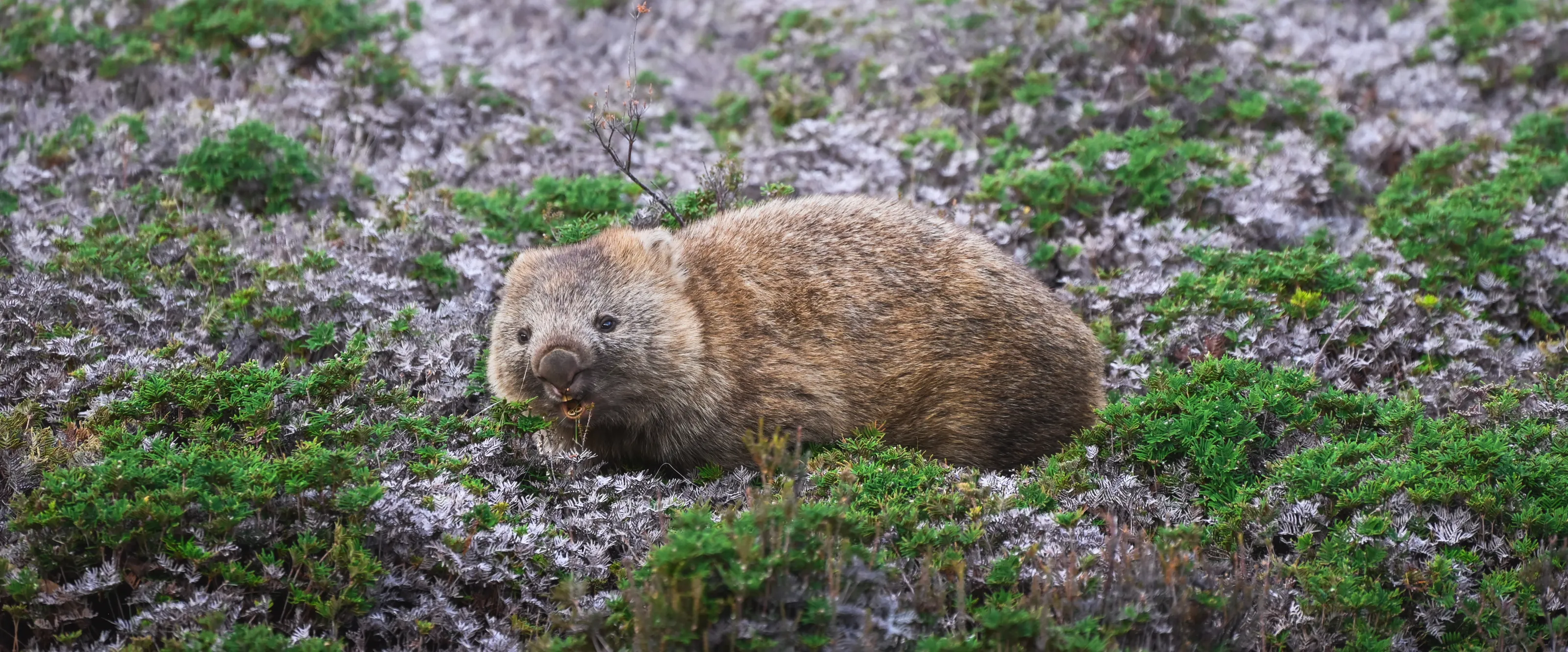 Open Mouth Wombat - Tasmania