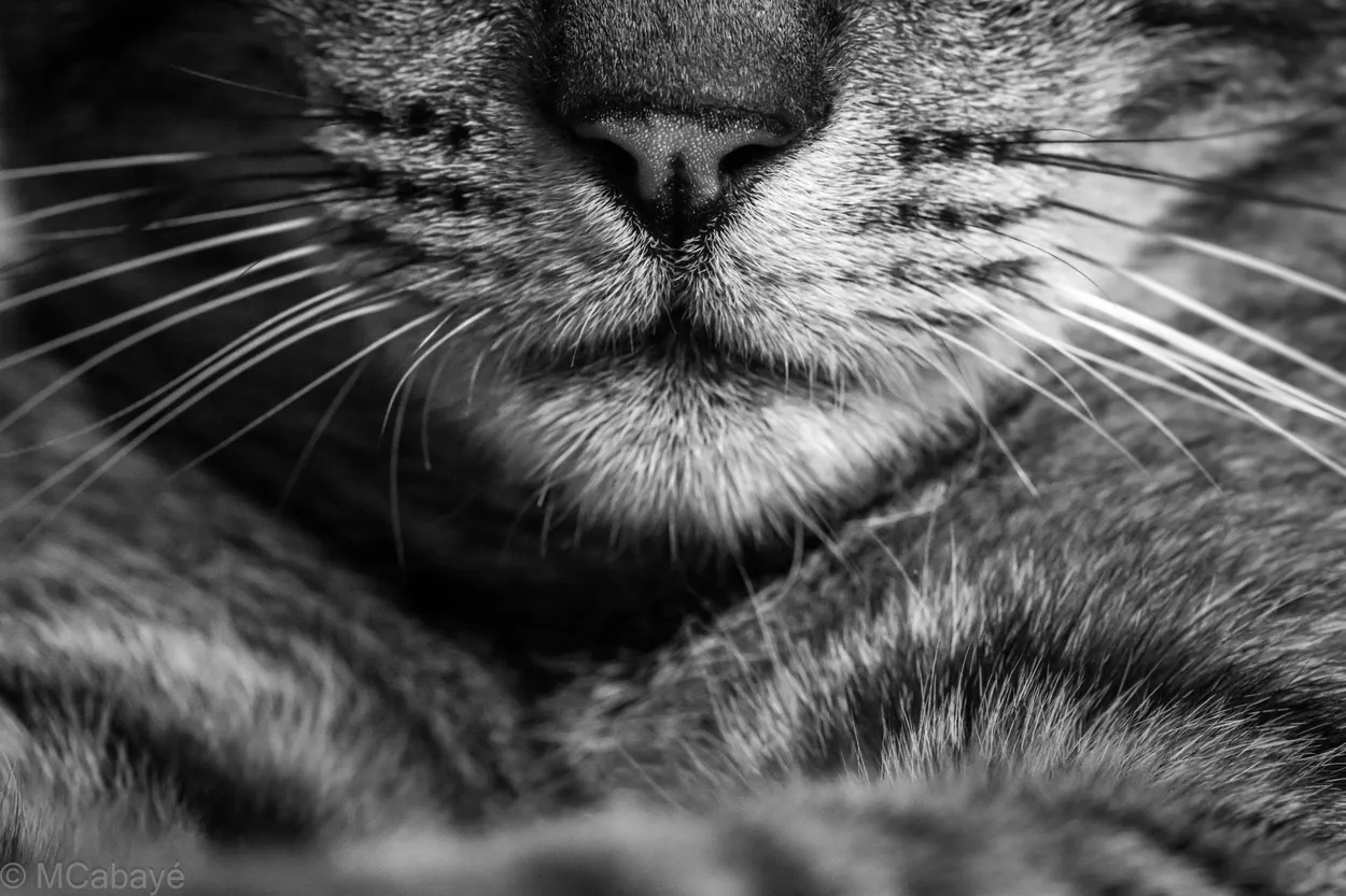 The cat