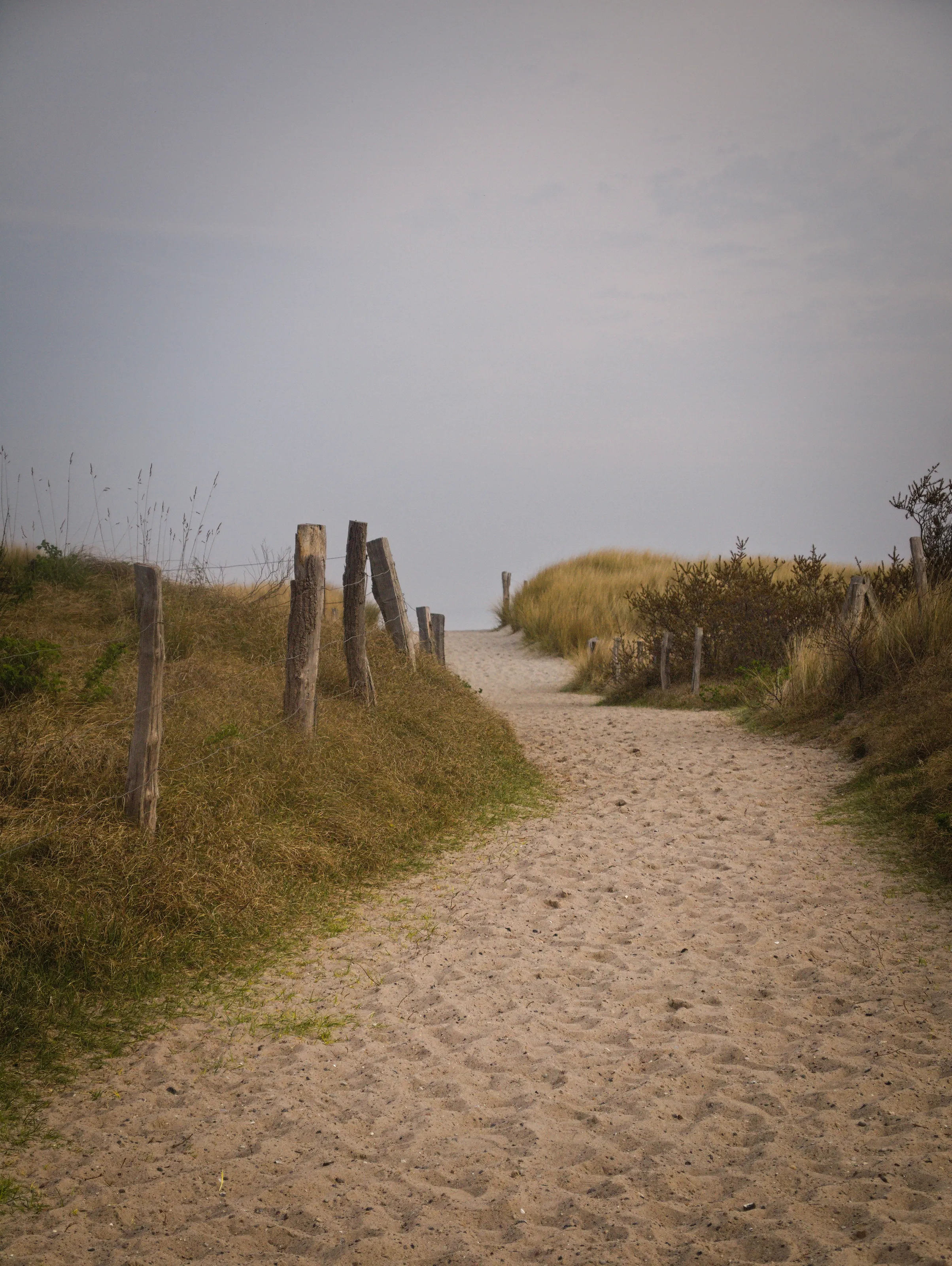 Dune in early summer , Heiligen-Hafen, Germany