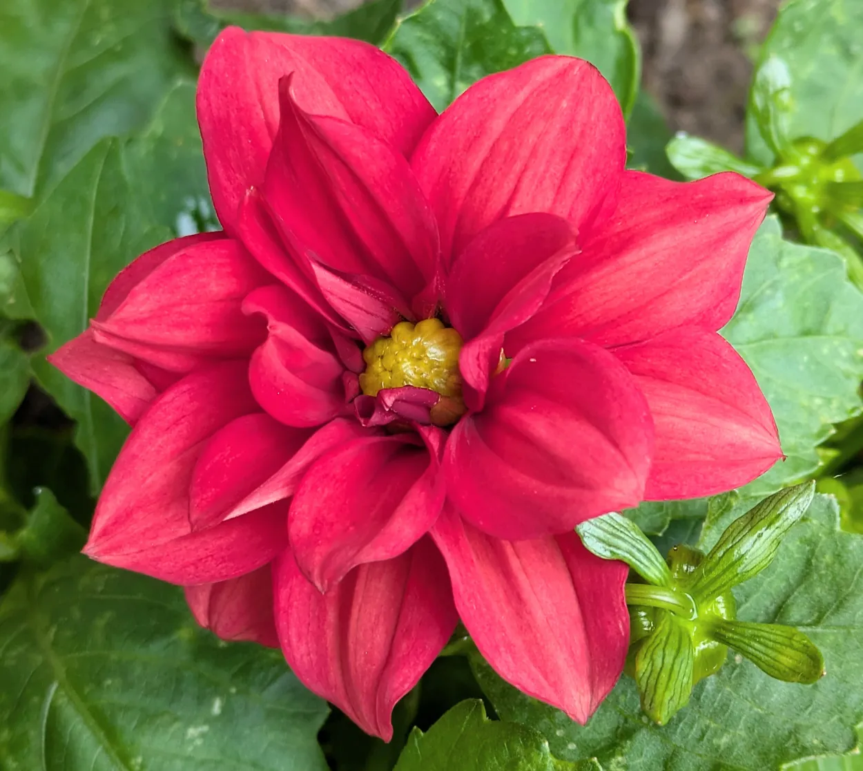 One flower many petals