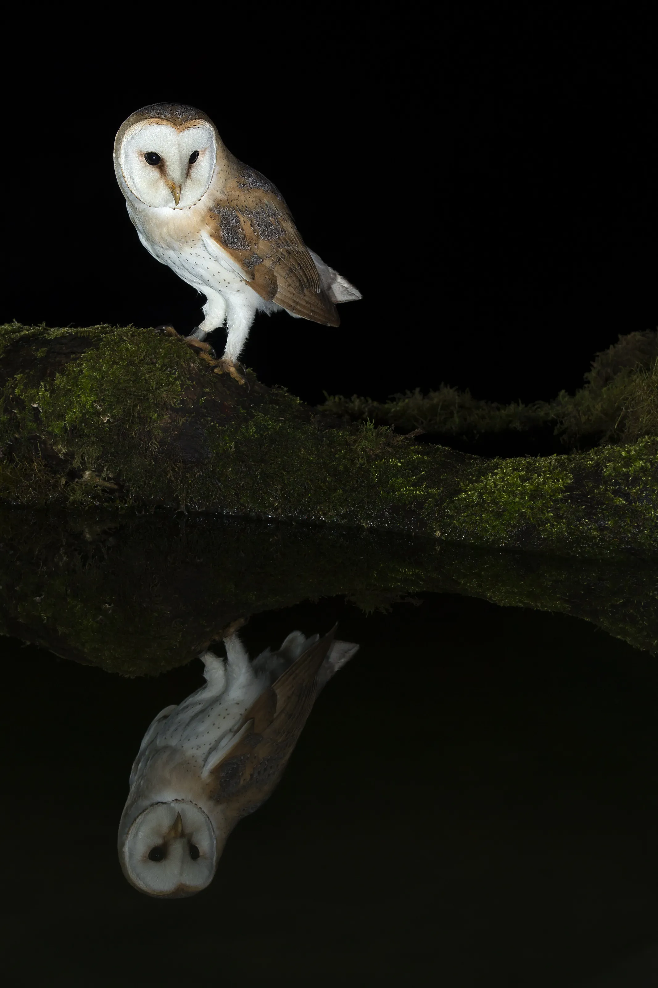 Barn owl reflection