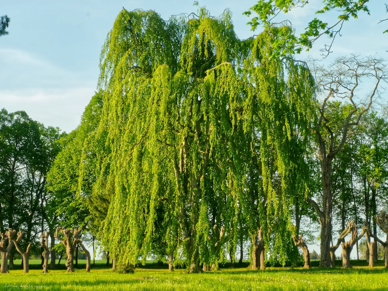 Entry 24406033