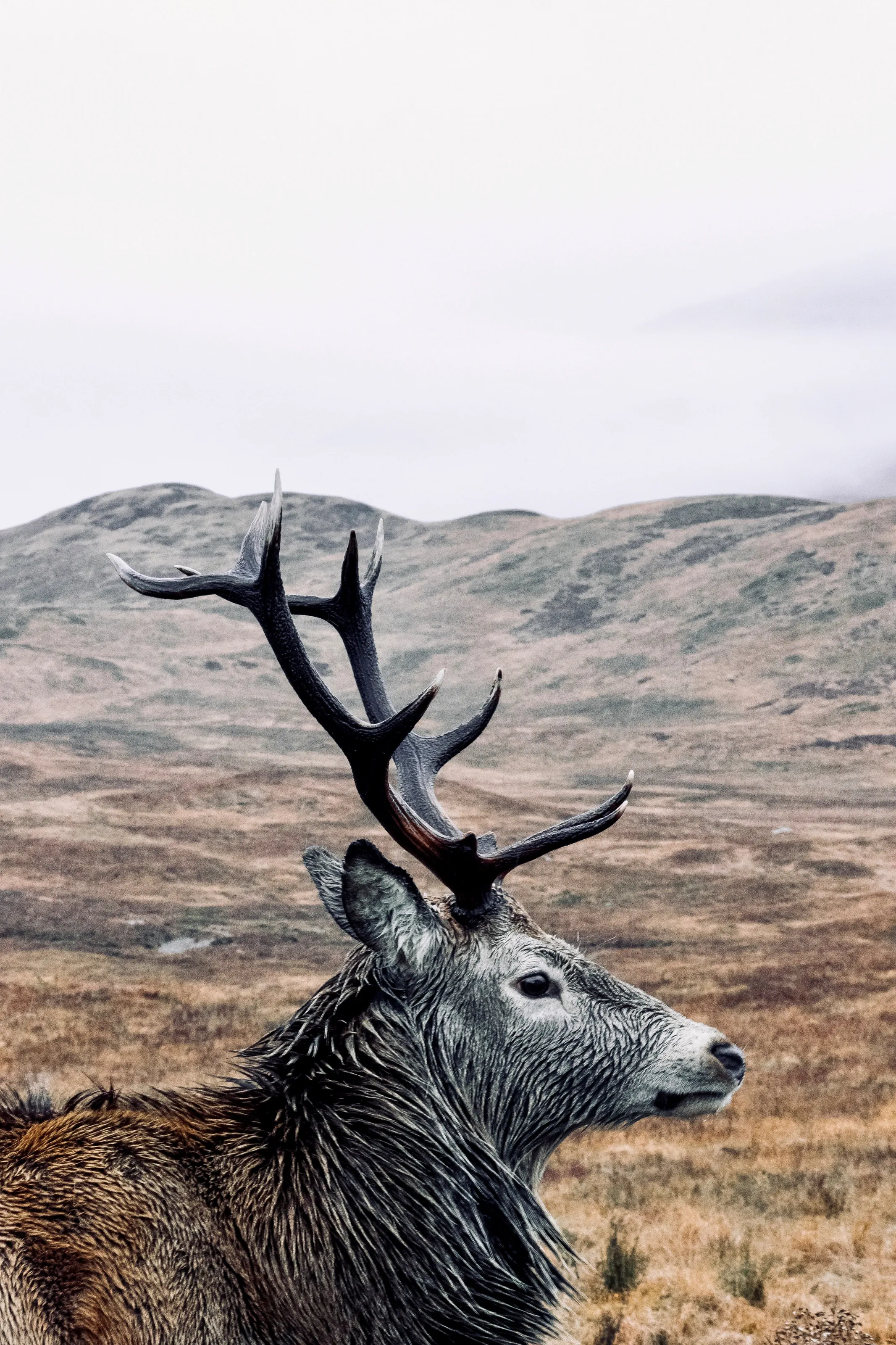 Winter Stag