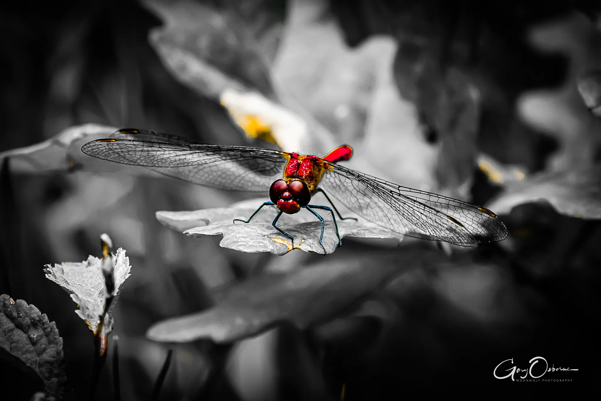 Ruddy Darter