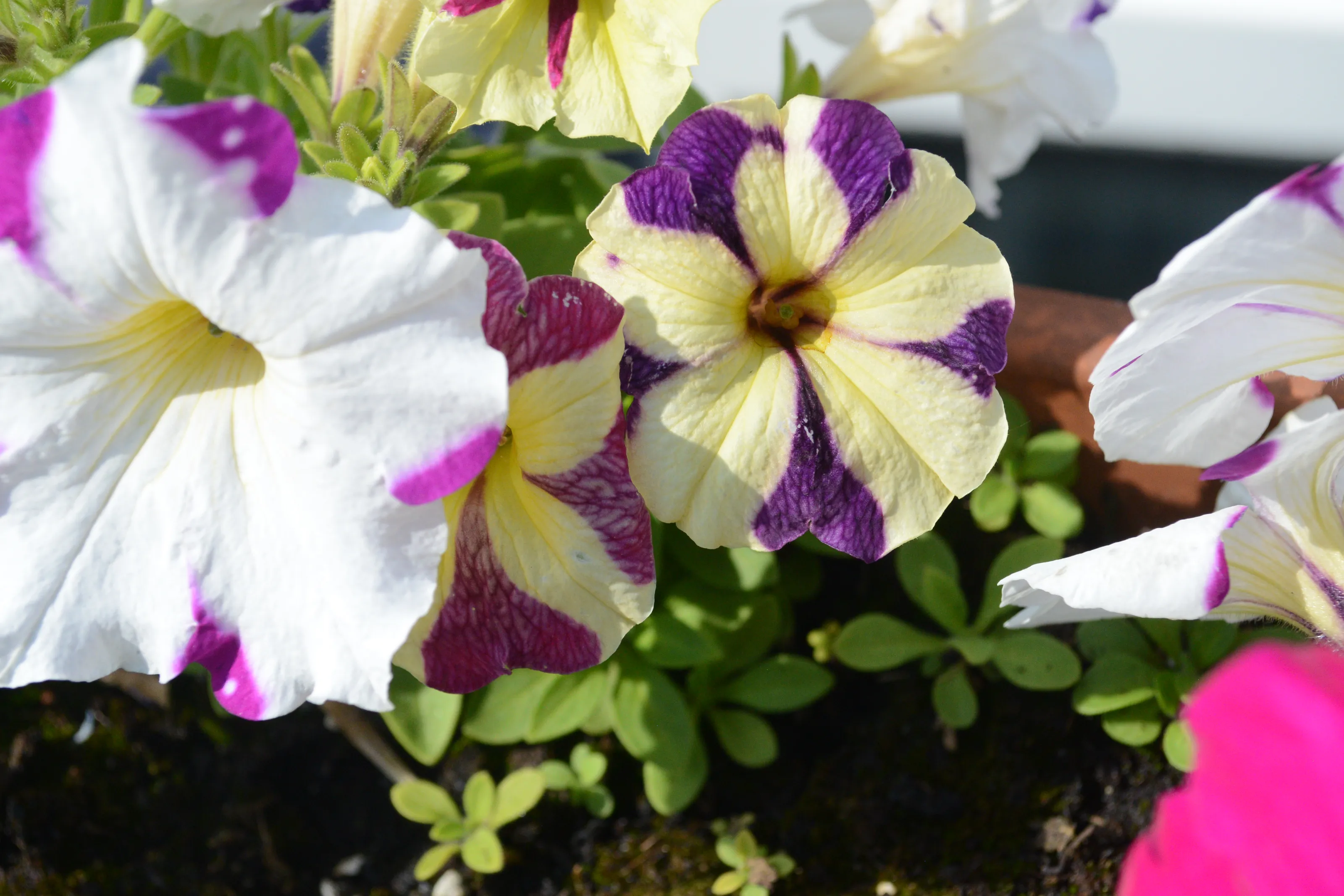 Petunias (in colour)